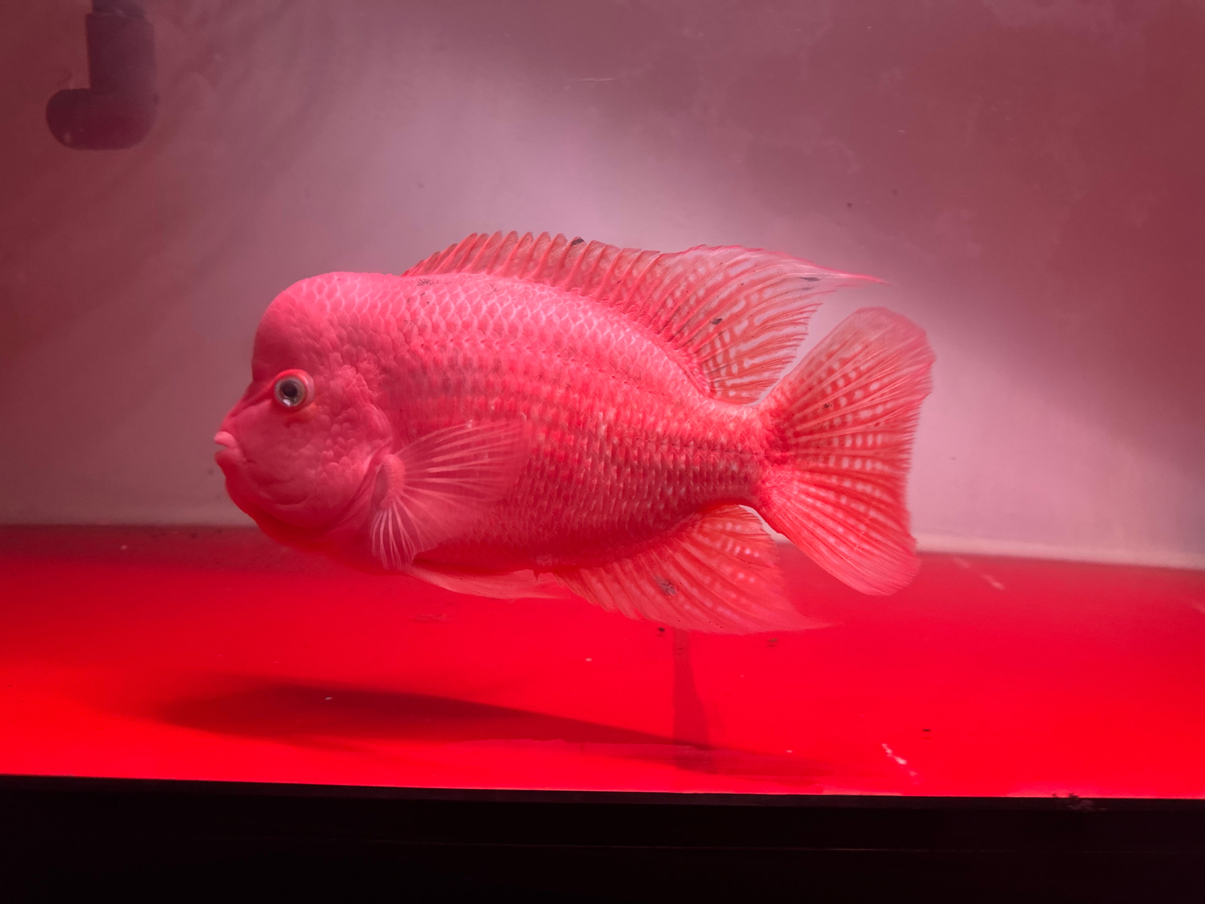 Big Boy Flowehorn - Super Red Kamfa Big Size 25cm - For Sale