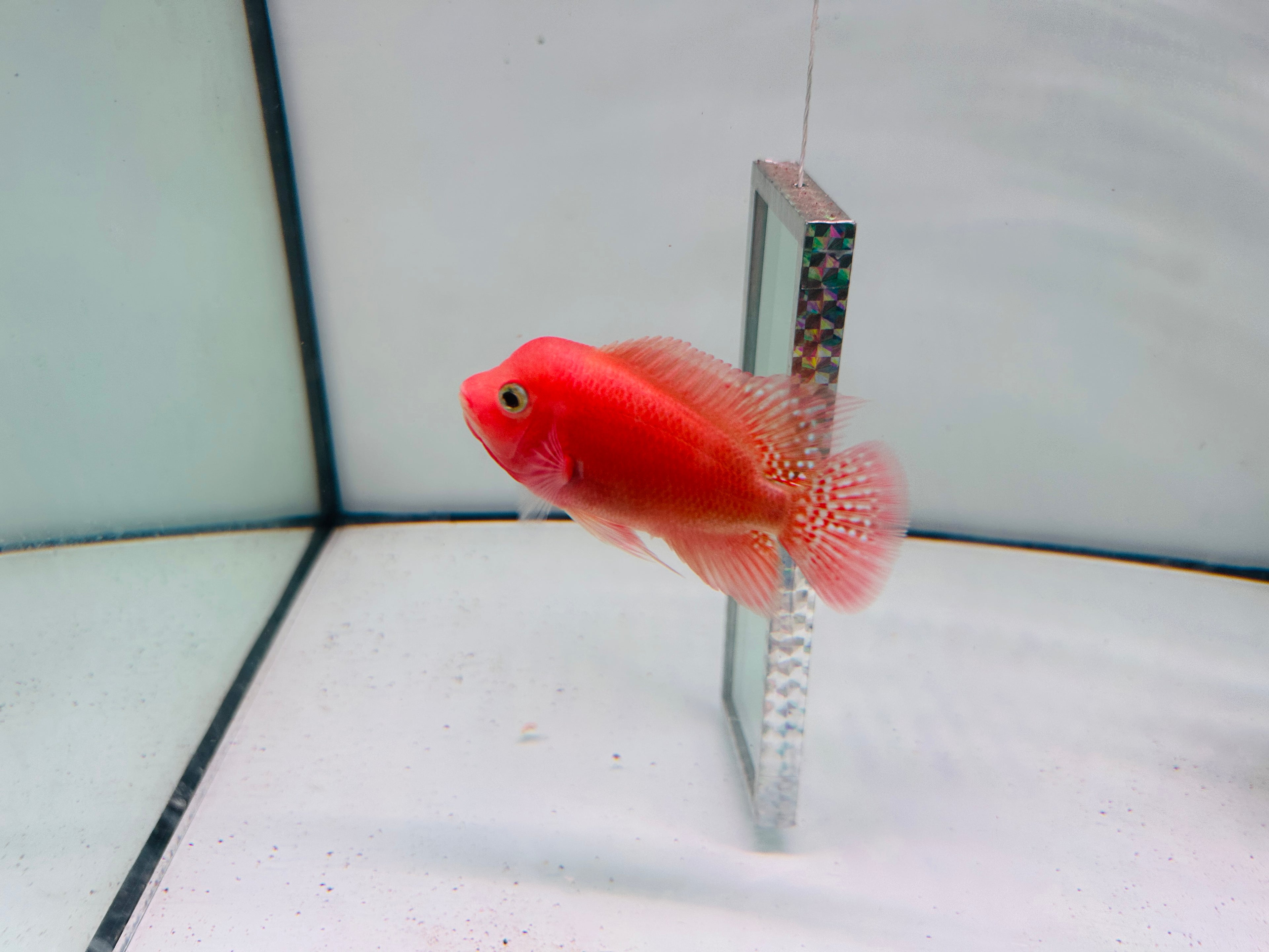 Super Red Monkey Flowerhorn For Sale In USA - 100% Early Clean-Peeled Red Monkey – Bright Color & Strong Potential