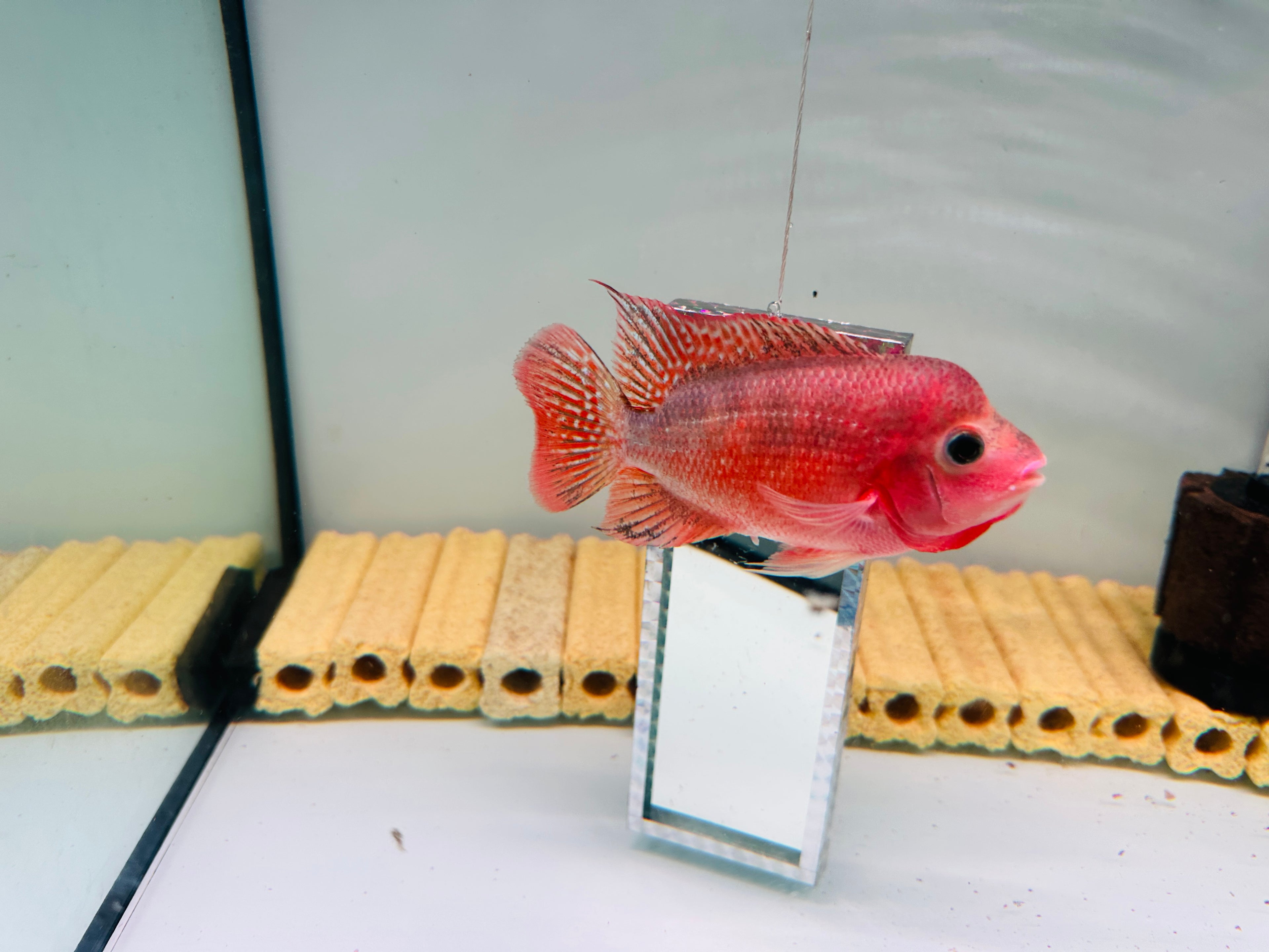 Super Red Monkey Flowerhorn – 90% Color-Up | 4.3 inches | Extremely Active with Super Big, Tight Fins & Tail