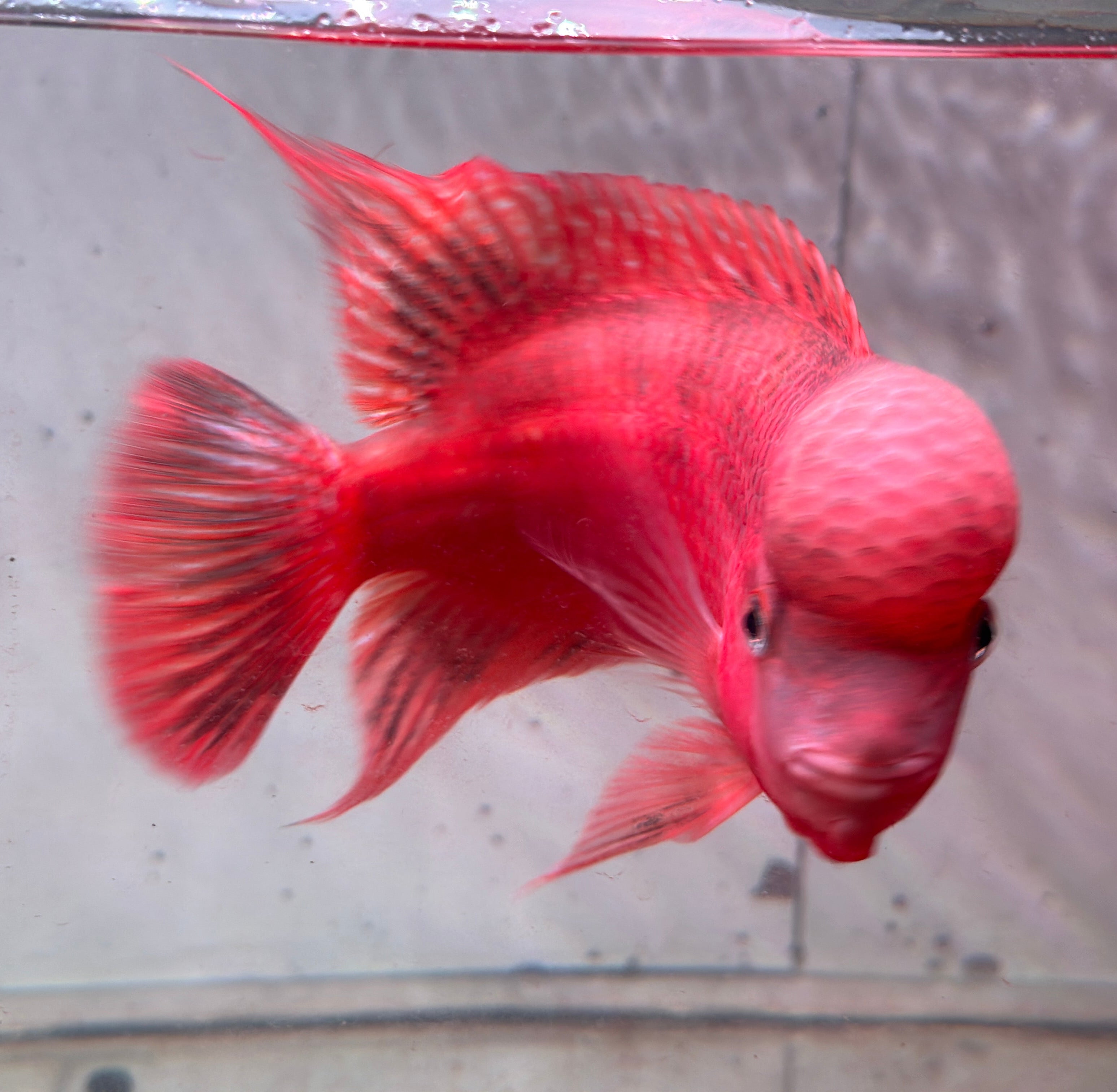 Super Red Monkey Flowerhorn 7–8 inches | Full Red Body | Massive Kok | Premium Grade | PNPV.US