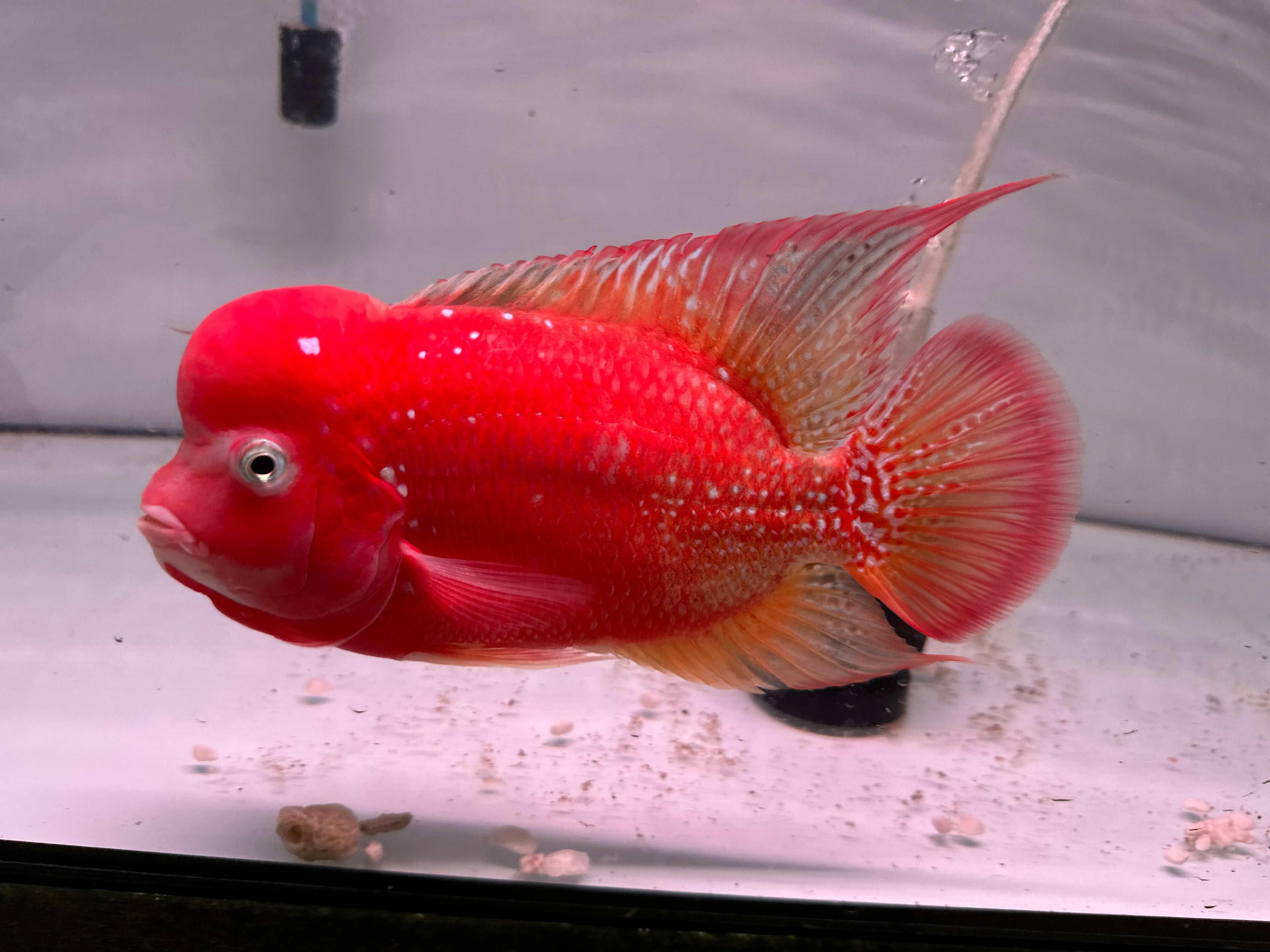 Super Red Kamfa F1 Fully Peeled Golden Base 6.5 inches