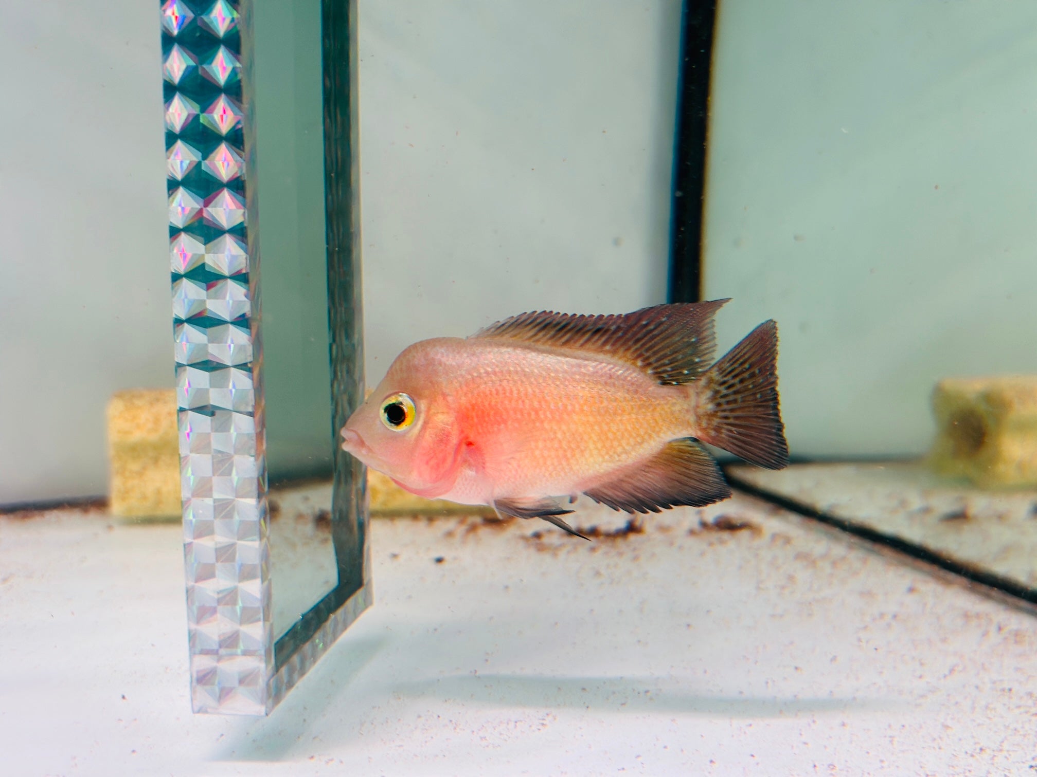 For Sale - Super Red Monkey Juvenile 3.5 inches Flowerhorn Male Fish - ( Big Head at Small Size)