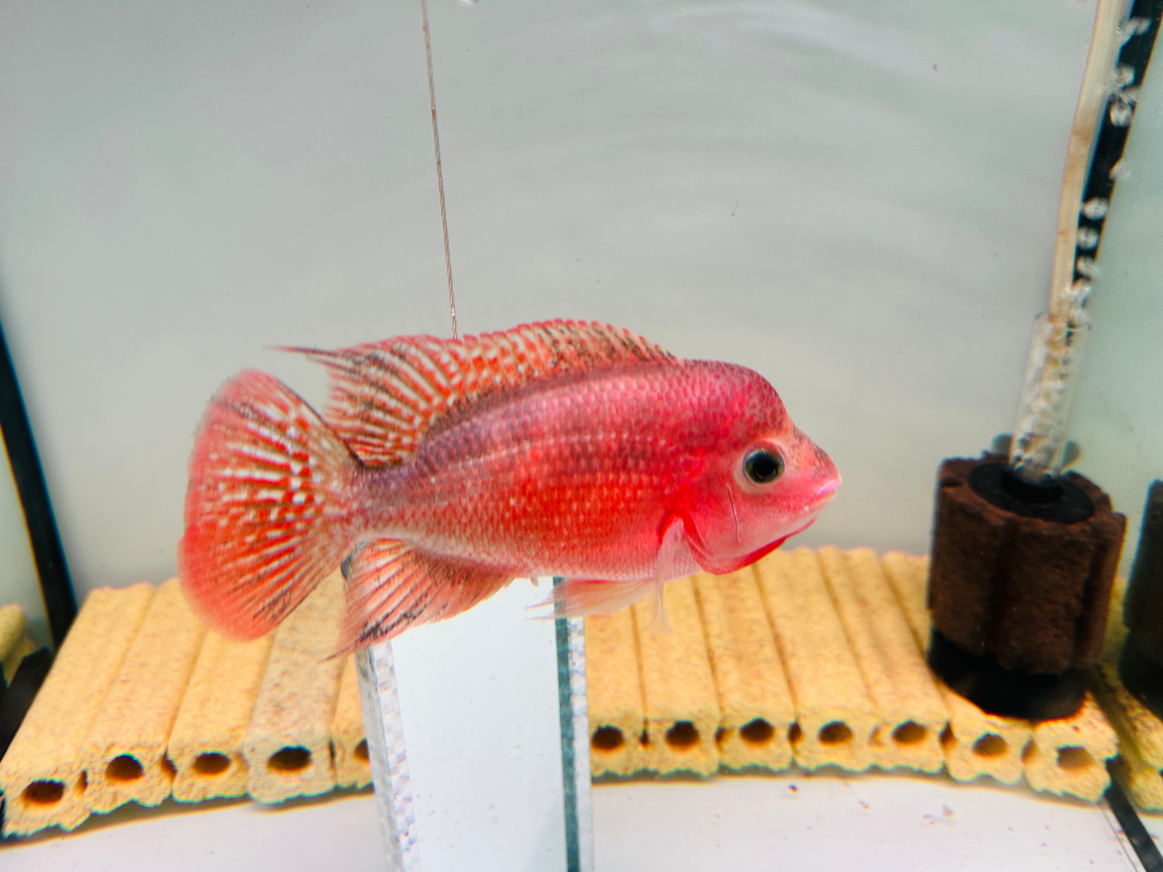 Super Red Monkey Flowerhorn – 90% Color-Up | 4.3 inches | Extremely Active with Super Big, Tight Fins & Tail