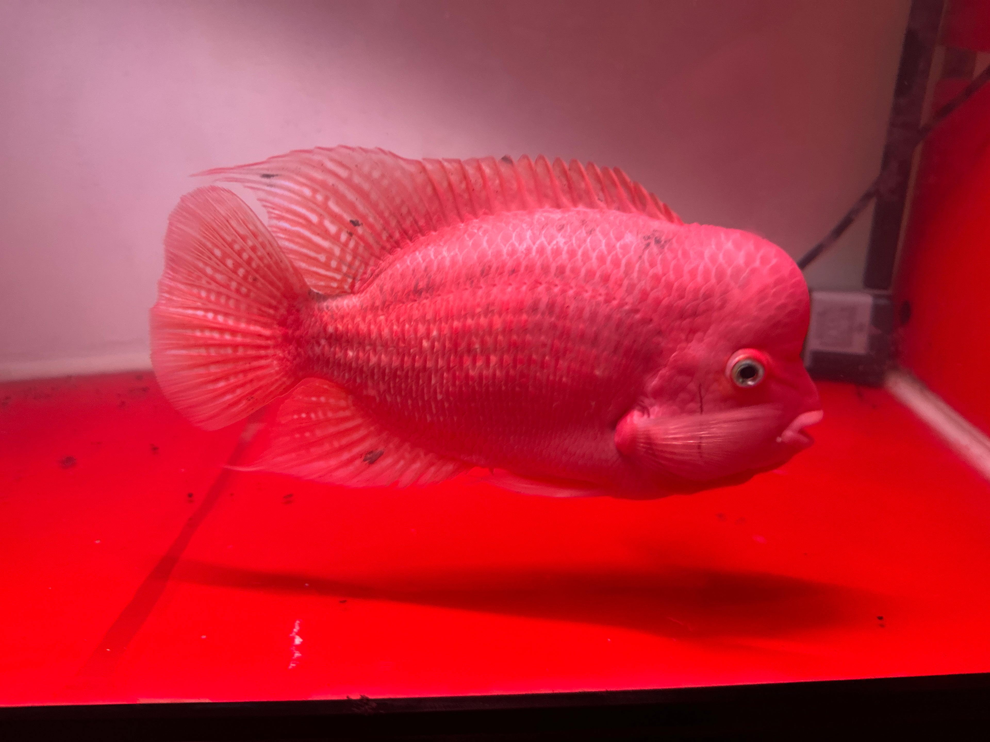 Big Boy Flowehorn - Super Red Kamfa Big Size 25cm - For Sale