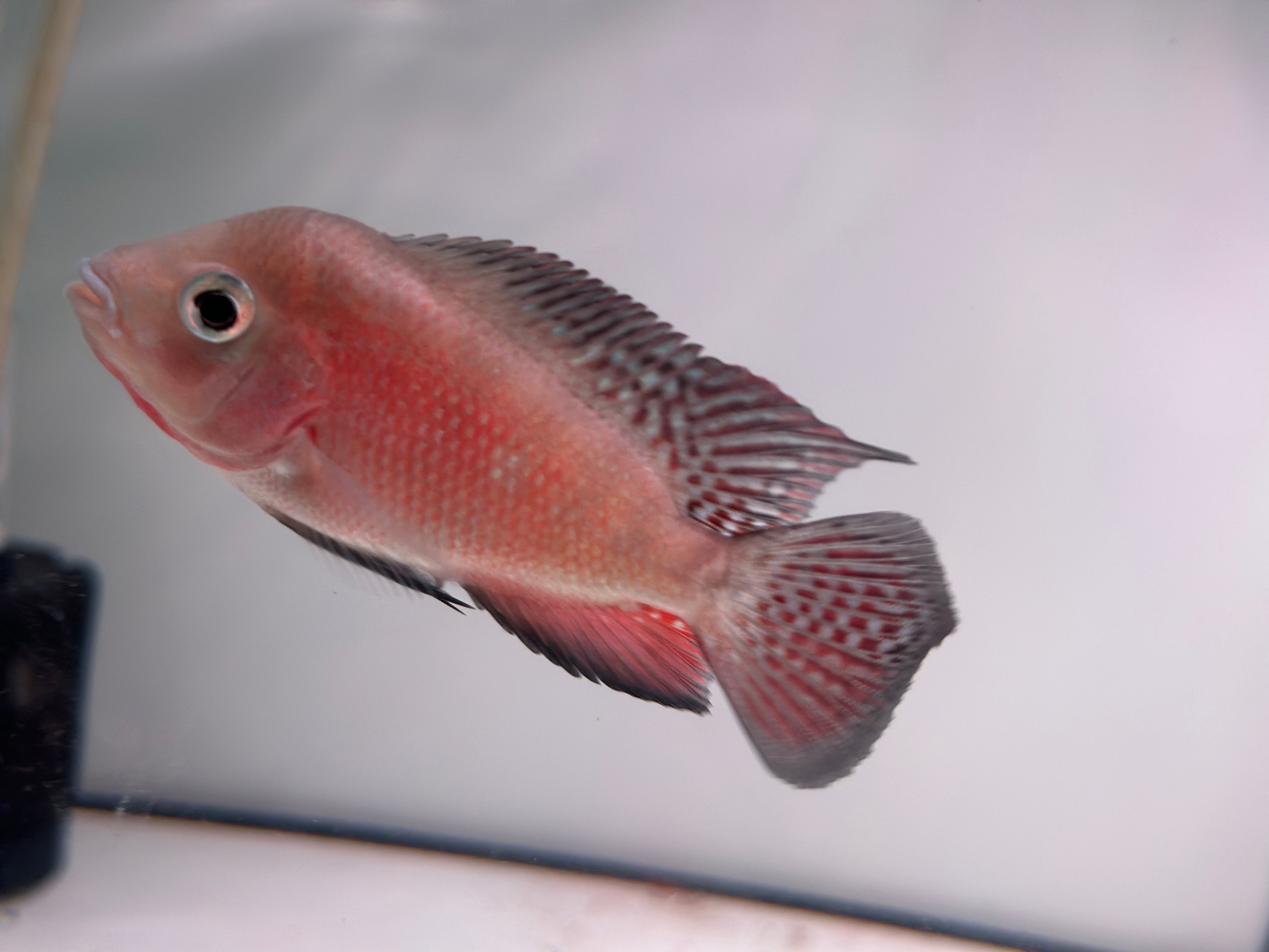 Male Super Red Monkey Flowerhorn Fish For Sale - Small 3.5 inches
