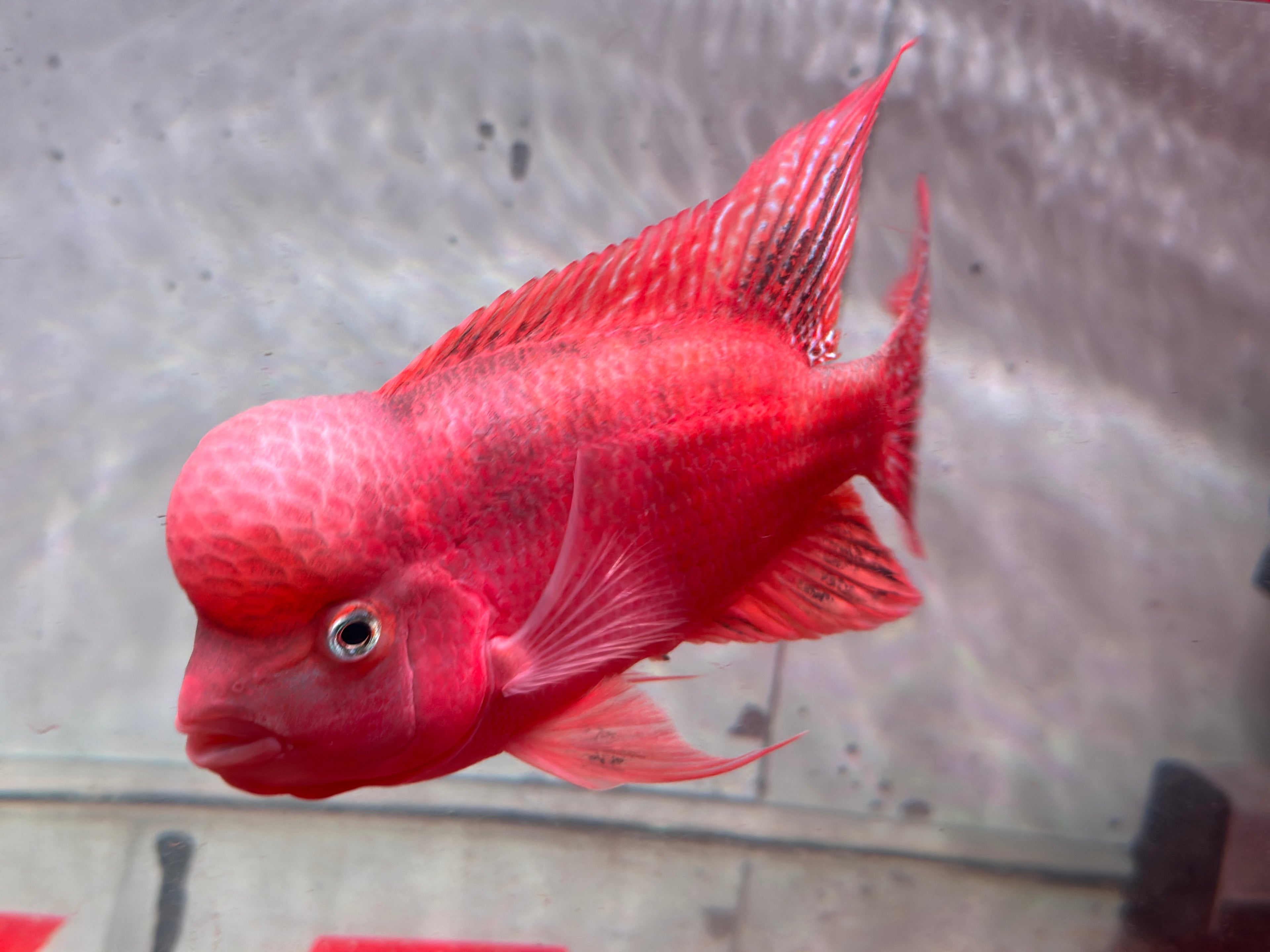 Super Red Monkey Flowerhorn 7–8 inches | Full Red Body | Massive Kok | Premium Grade | PNPV.US