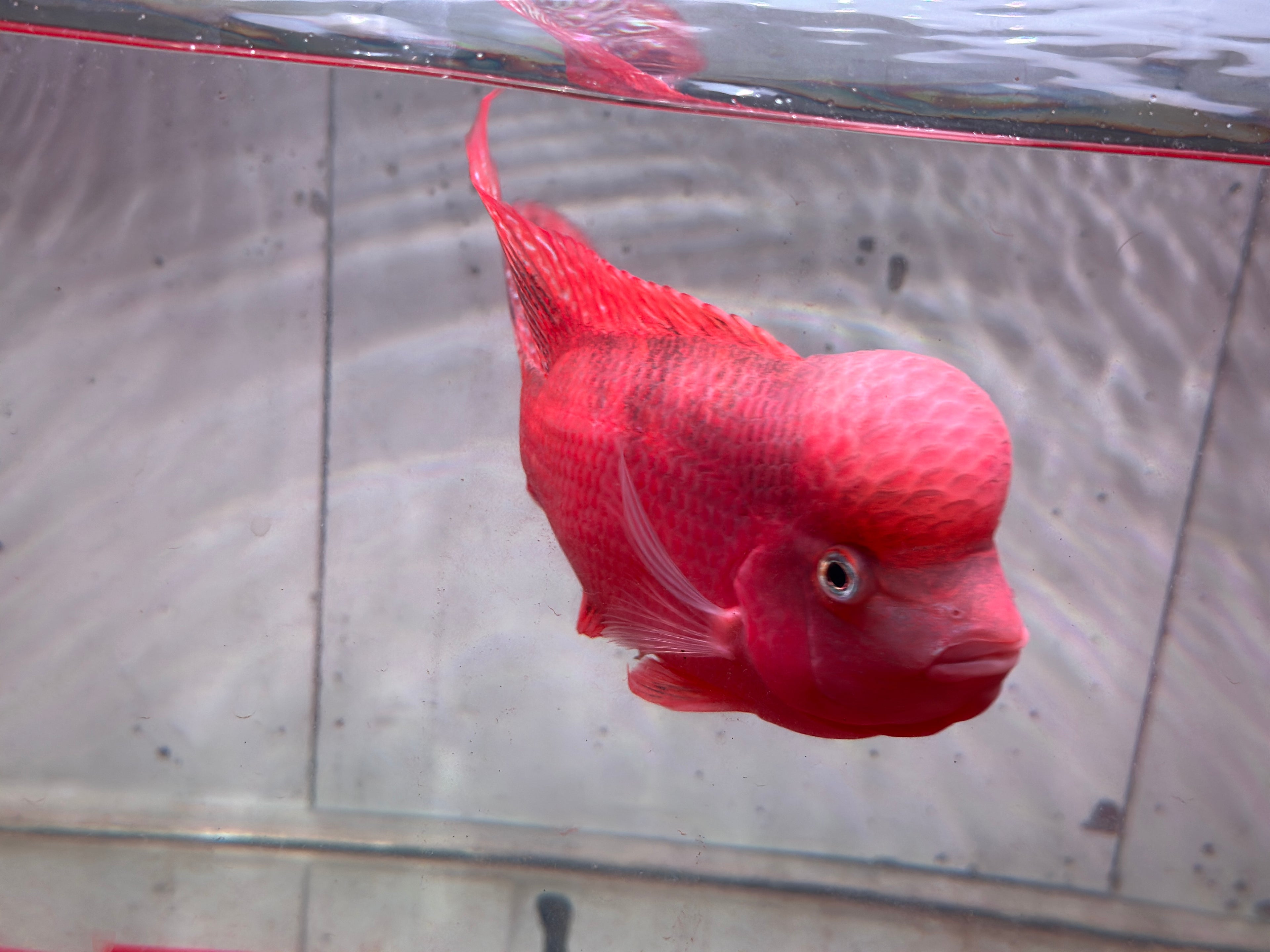 Super Red Monkey Flowerhorn 7–8 inches | Full Red Body | Massive Kok | Premium Grade | PNPV.US