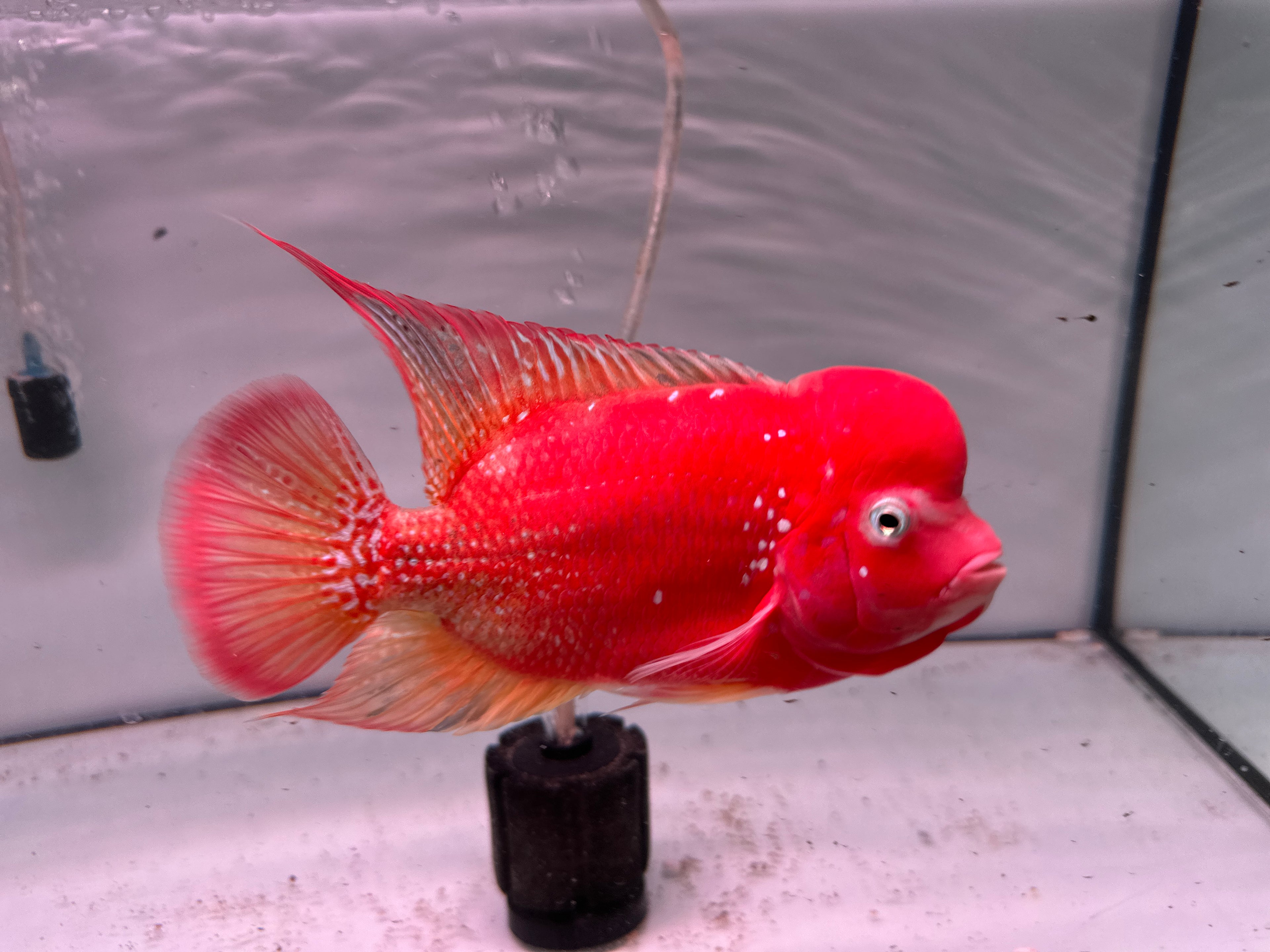 Super Red Kamfa F1 Fully Peeled Golden Base 6.5 inches