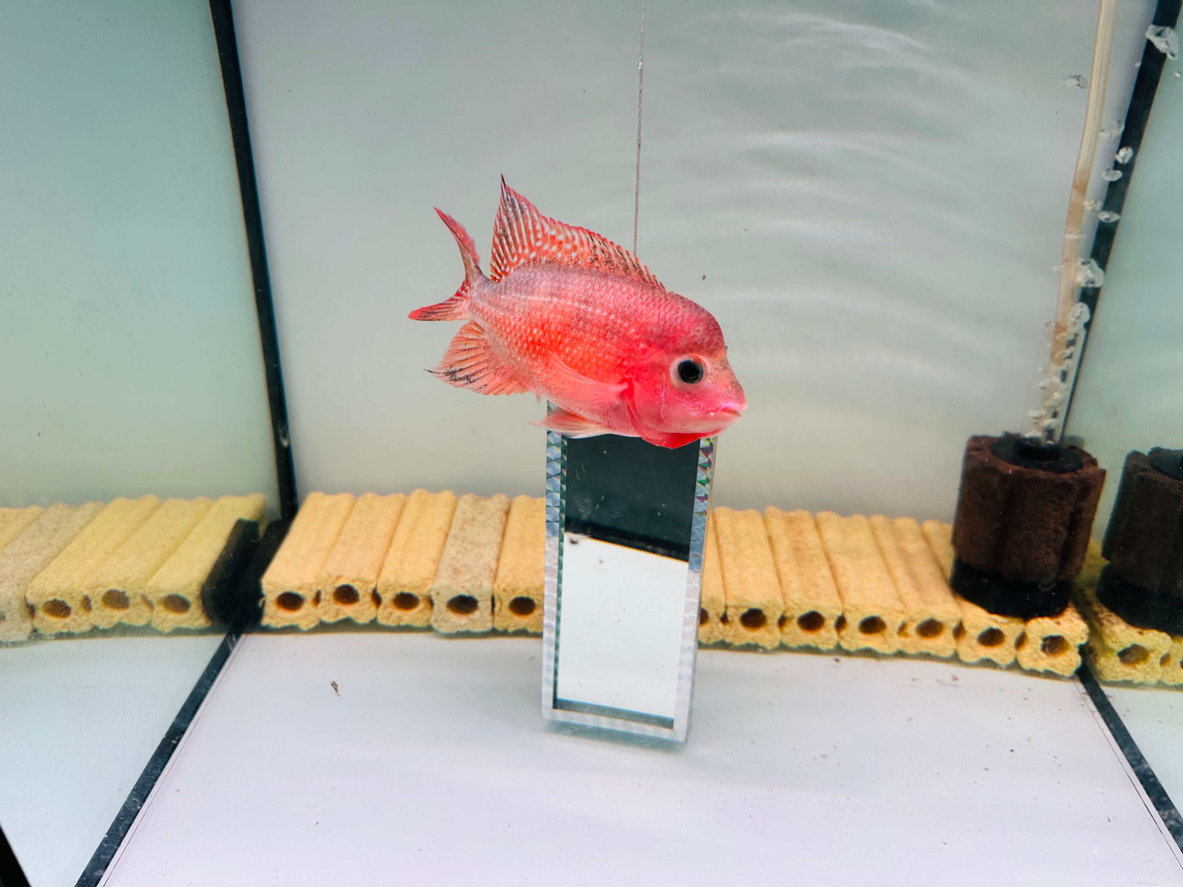 Super Red Monkey Flowerhorn – 90% Color-Up | 4.3 inches | Extremely Active with Super Big, Tight Fins & Tail