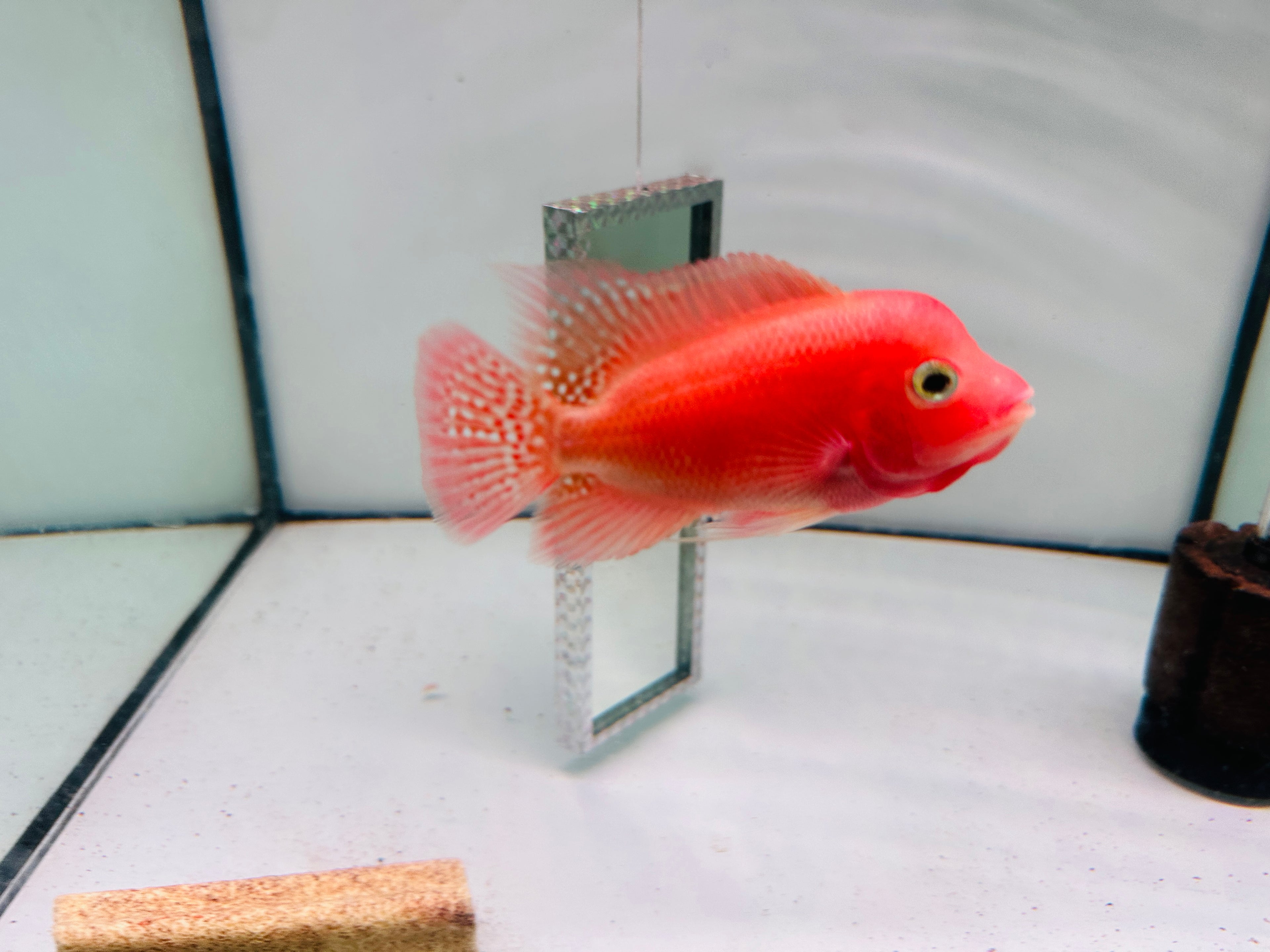 Super Red Monkey Flowerhorn For Sale In USA - 100% Early Clean-Peeled Red Monkey – Bright Color & Strong Potential