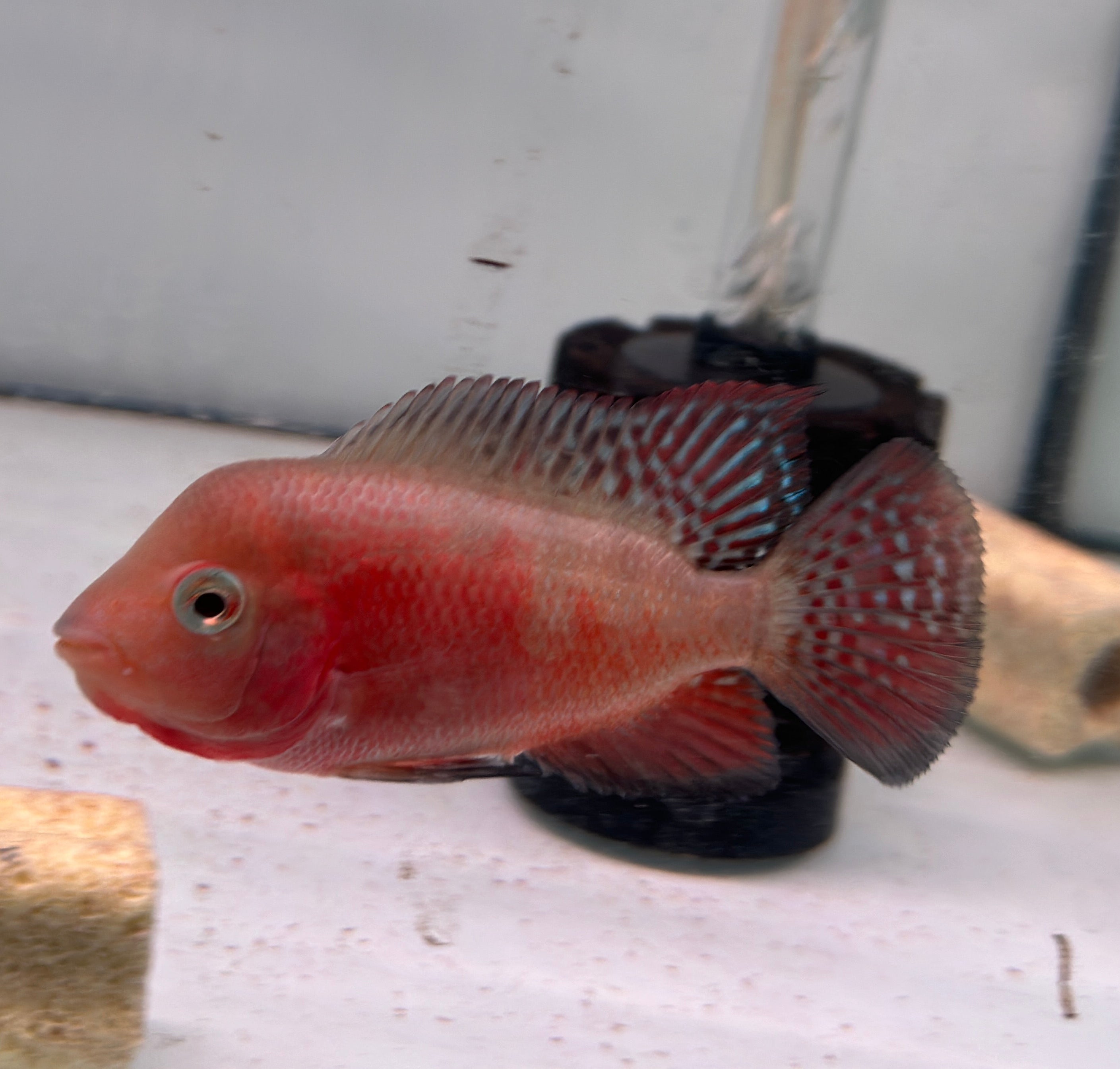 Male Super Red Monkey Flowerhorn Fish For Sale - Small 3.5 inches