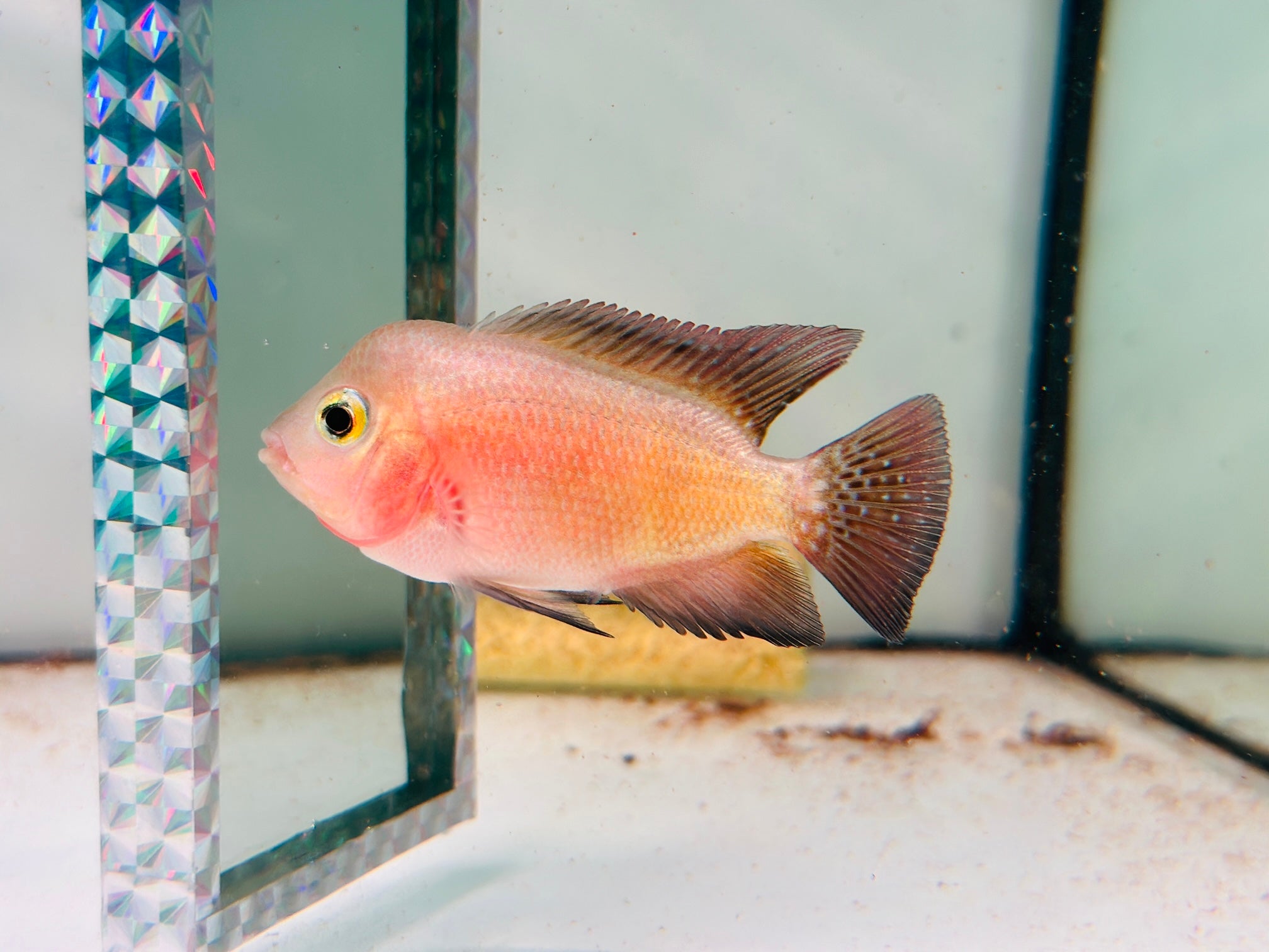 For Sale - Super Red Monkey Juvenile 3.5 inches Flowerhorn Male Fish - ( Big Head at Small Size)