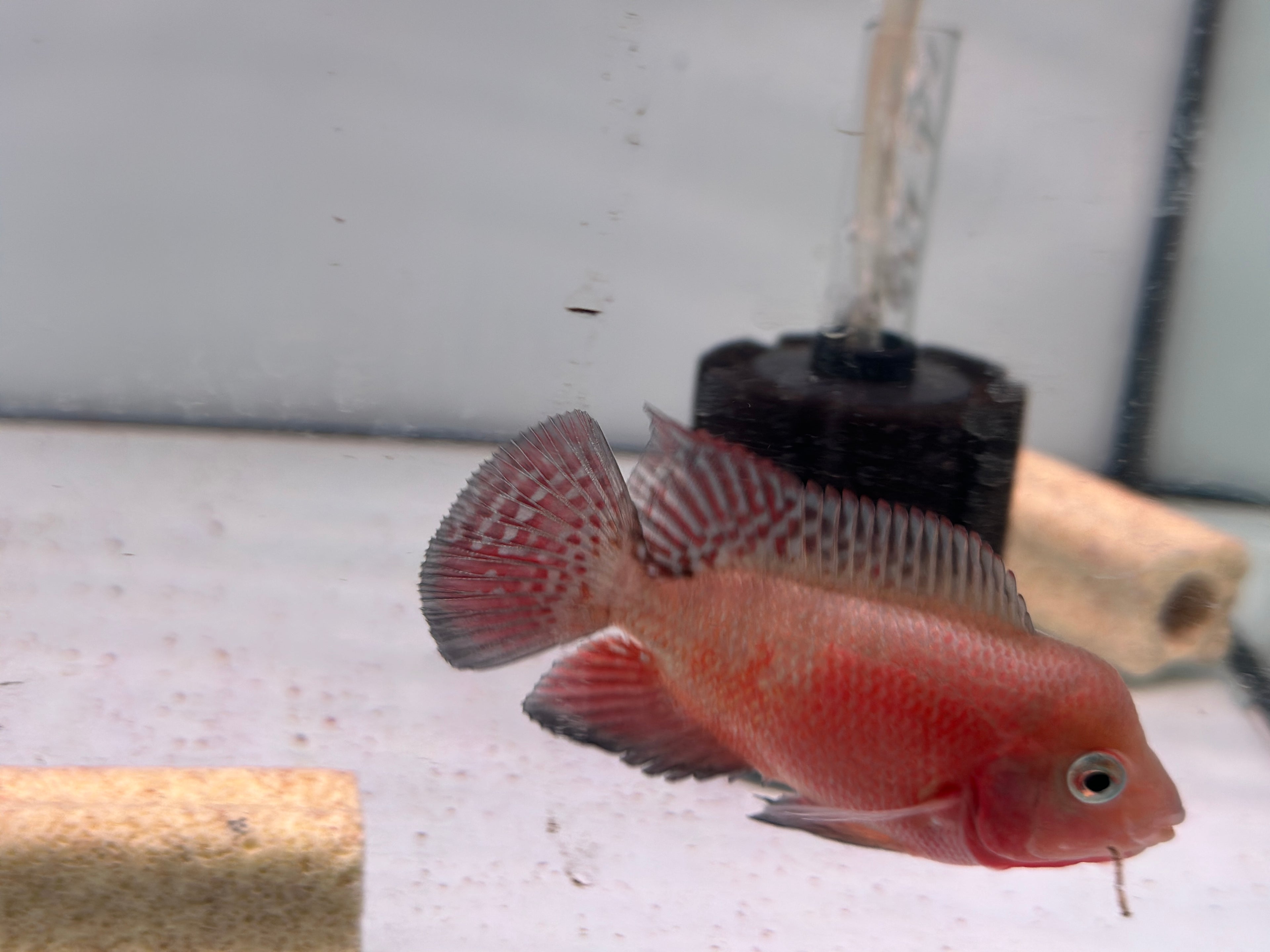 Male Super Red Monkey Flowerhorn Fish For Sale - Small 3.5 inches