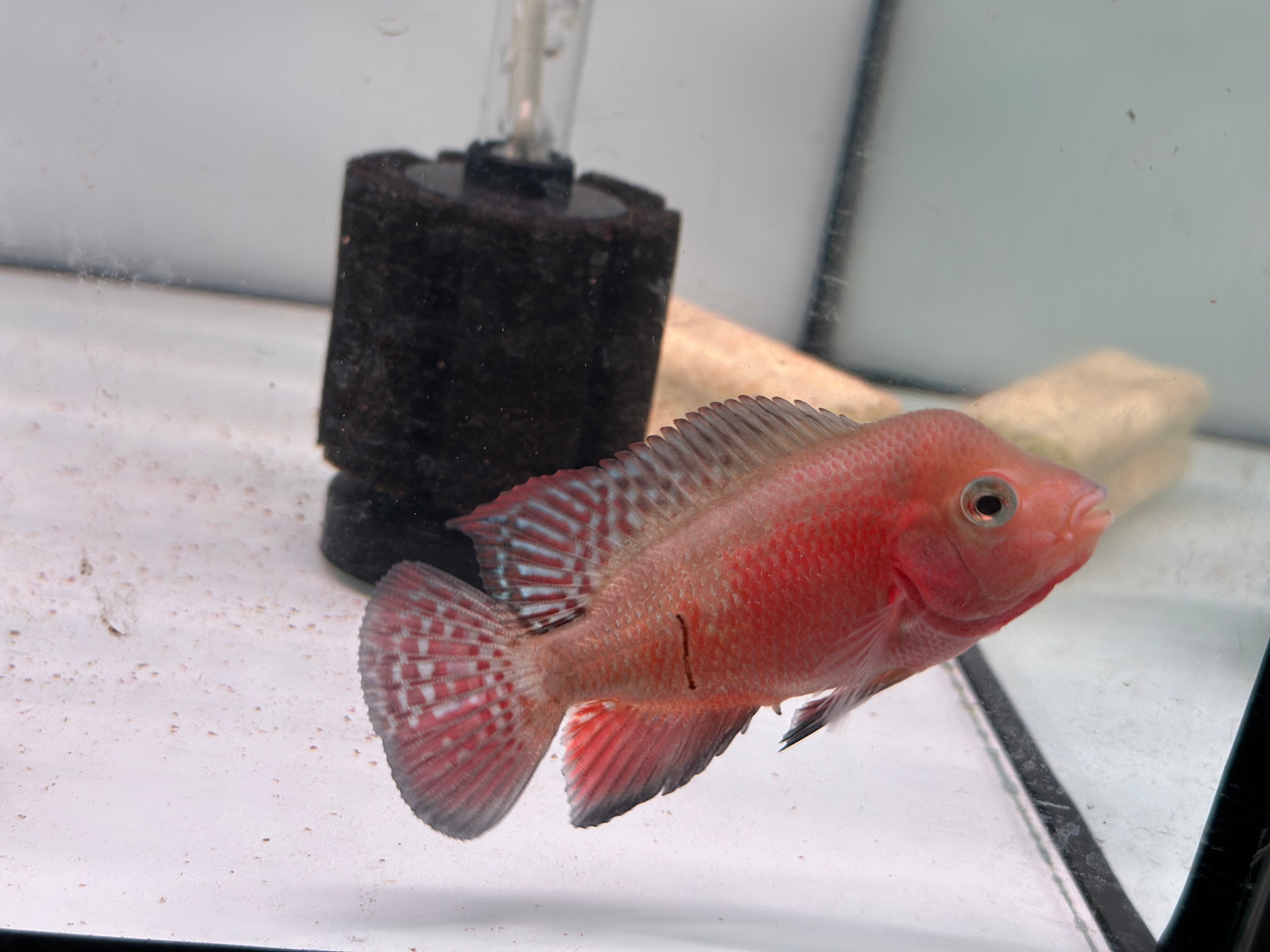 Male Super Red Monkey Flowerhorn Fish For Sale - Small 3.5 inches