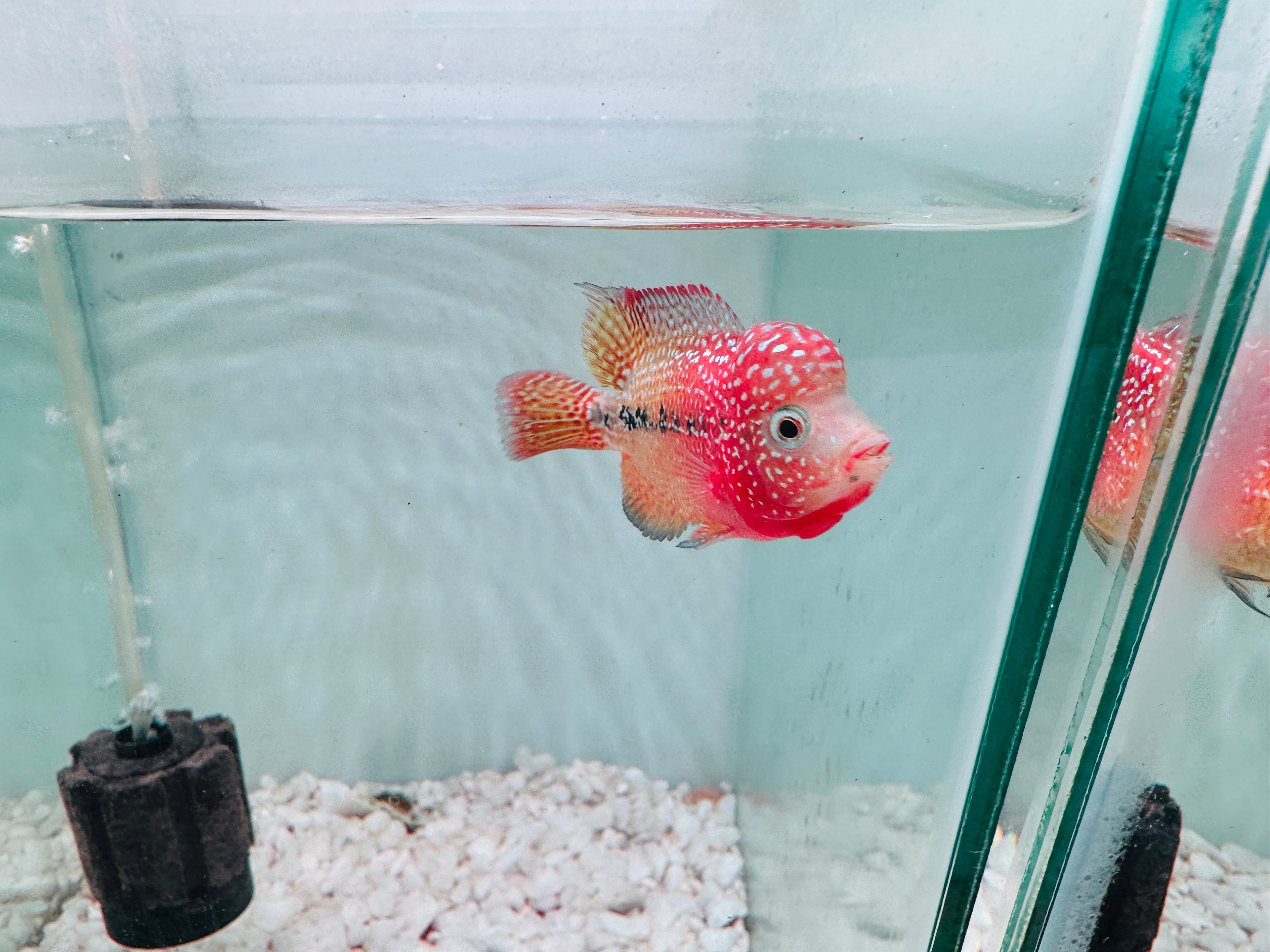 Red Yellow Kamfa - Dual Tone Kamfa F2 3.5" Size Flowerhorn - PNPV USA Fish House