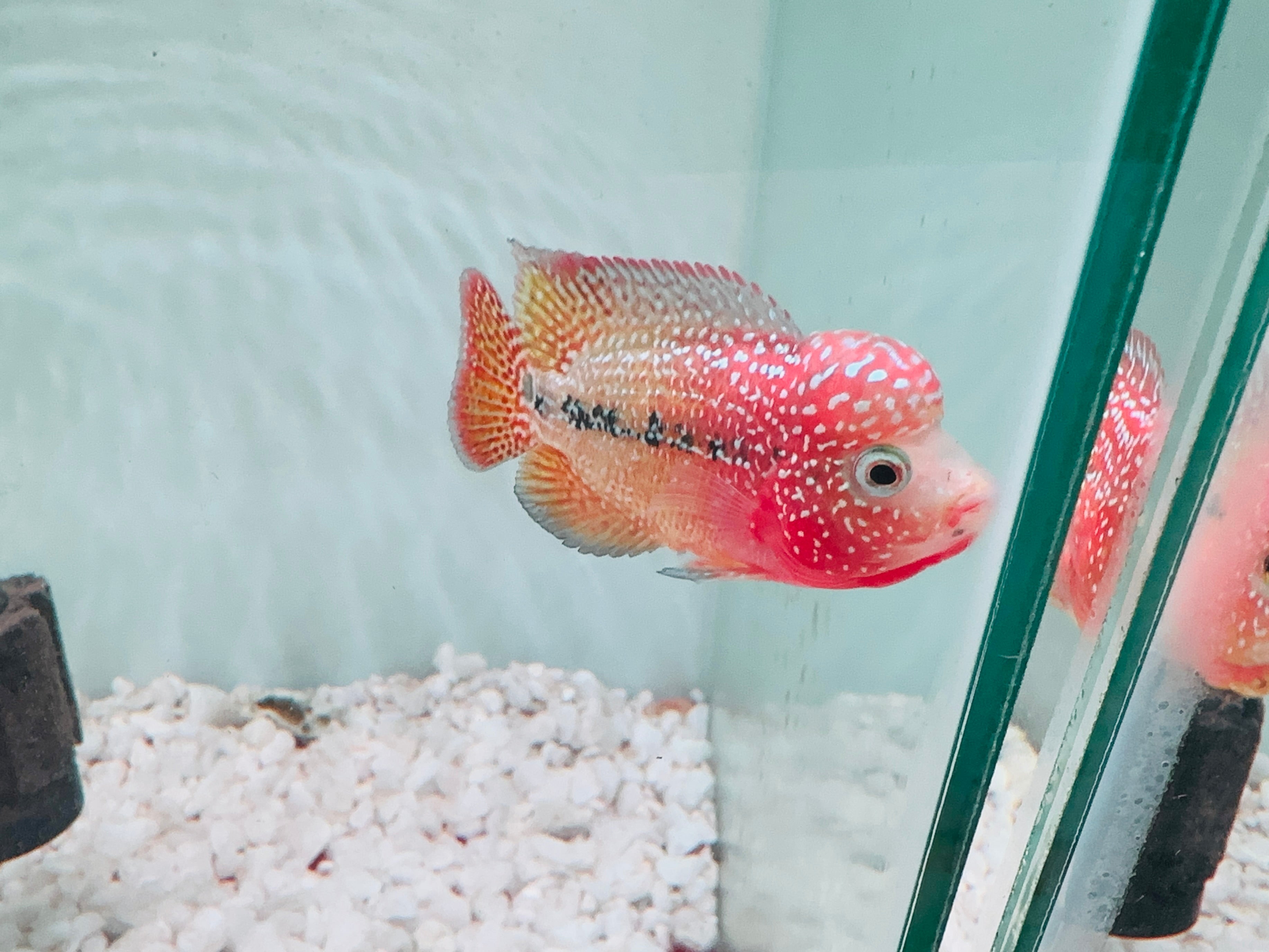 Red Yellow Kamfa - Dual Tone Kamfa F2 3.5" Size Flowerhorn - PNPV USA Fish House