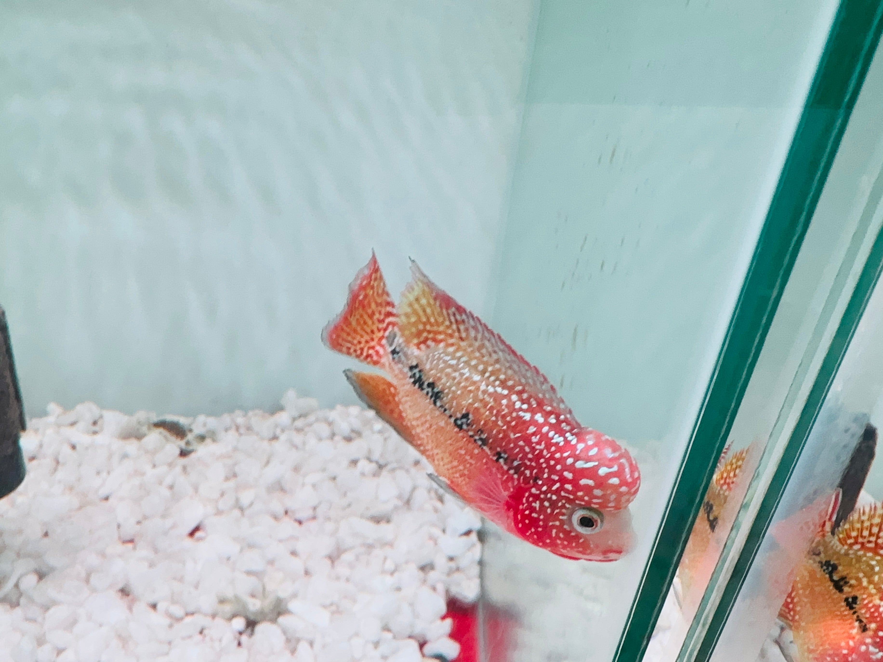 Red Yellow Kamfa - Dual Tone Kamfa F2 3.5" Size Flowerhorn - PNPV USA Fish House