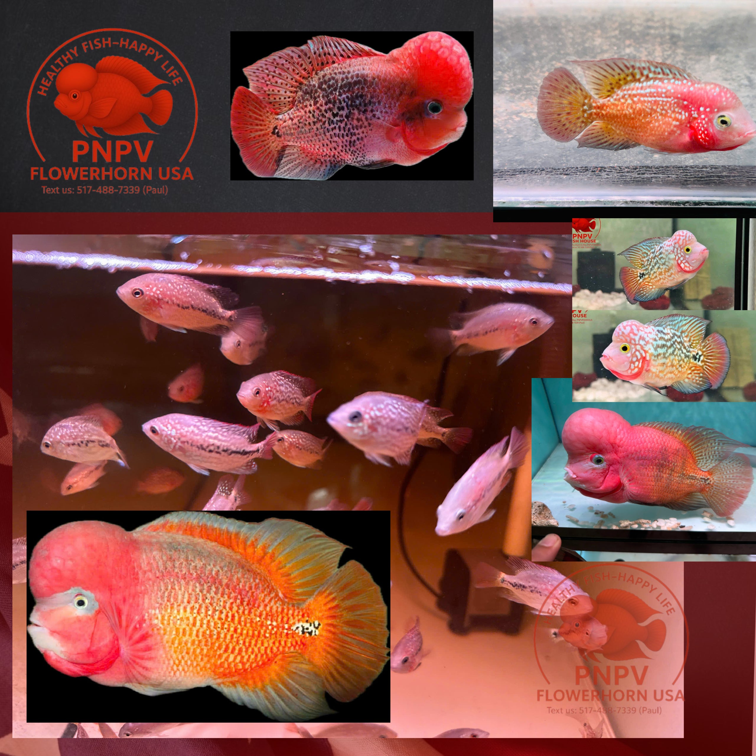 Kamfa Classic F1 Flowerhorn Fish Fry Size - Premium Line A at PNPV SHOP