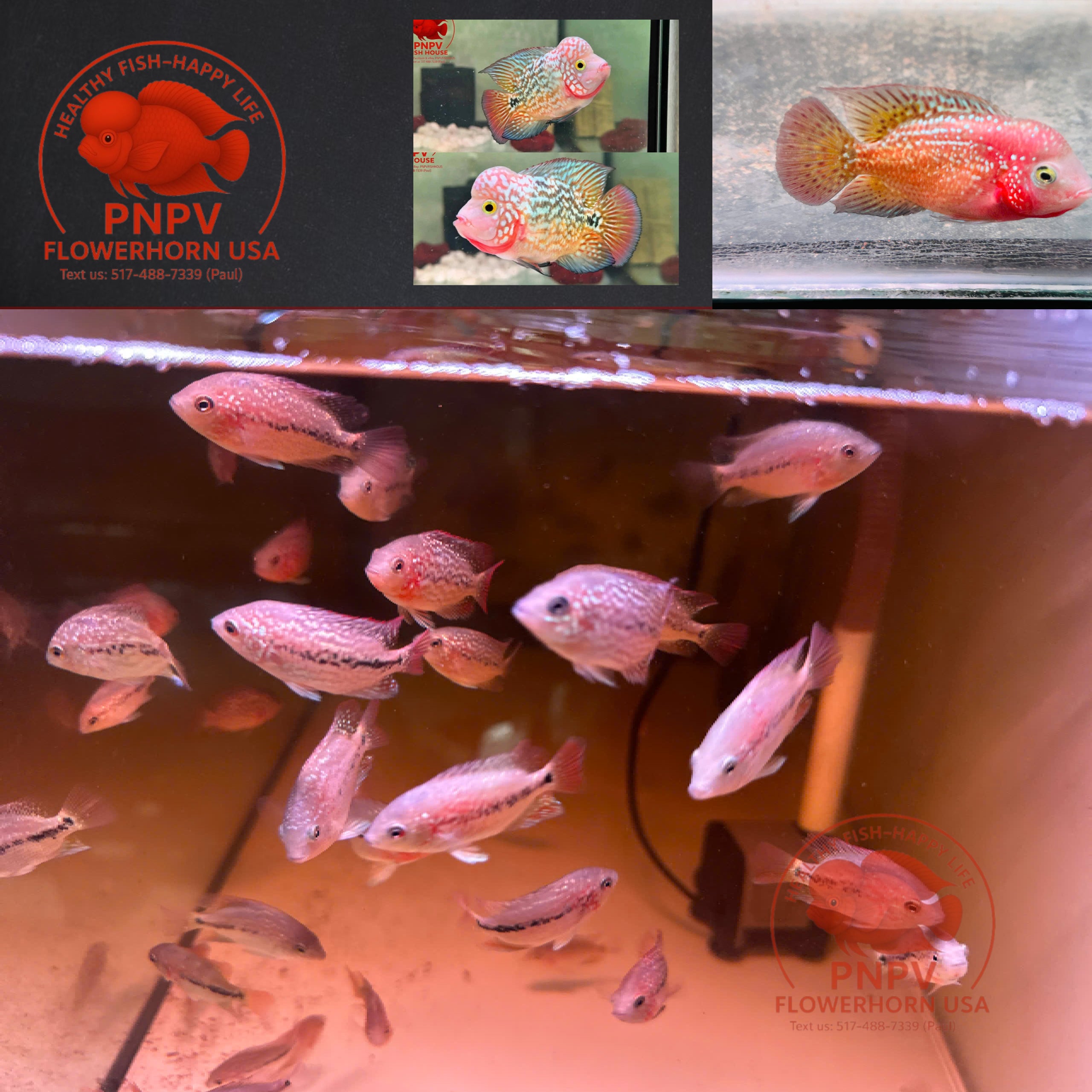 Kamfa Classic F1 Flowerhorn Fish Fry Size - Premium Line A at PNPV SHOP - For sale