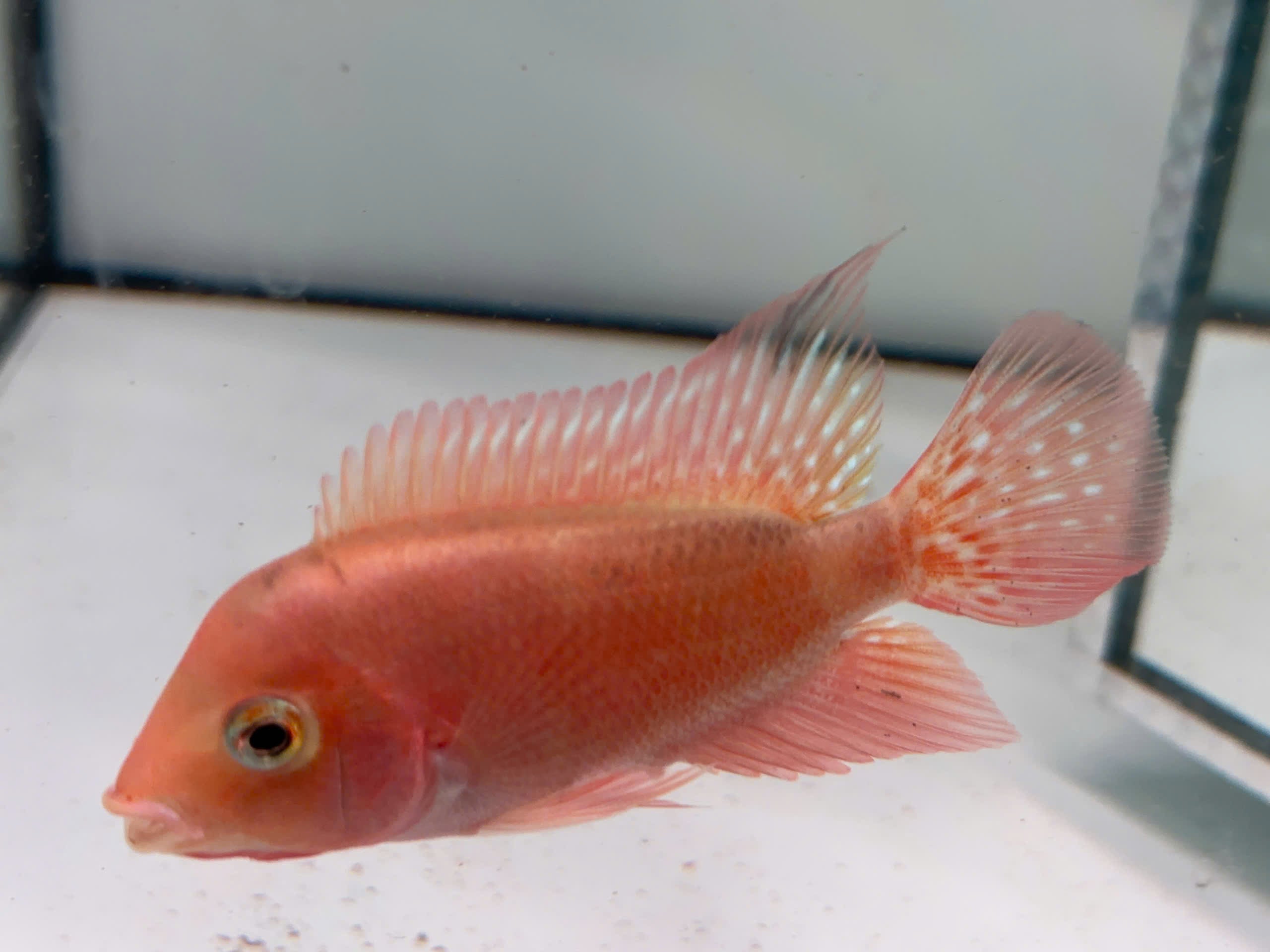 High-Quality Super Red Monkey Female – Live Flowerhorn Fish – USA Seller - PNPV