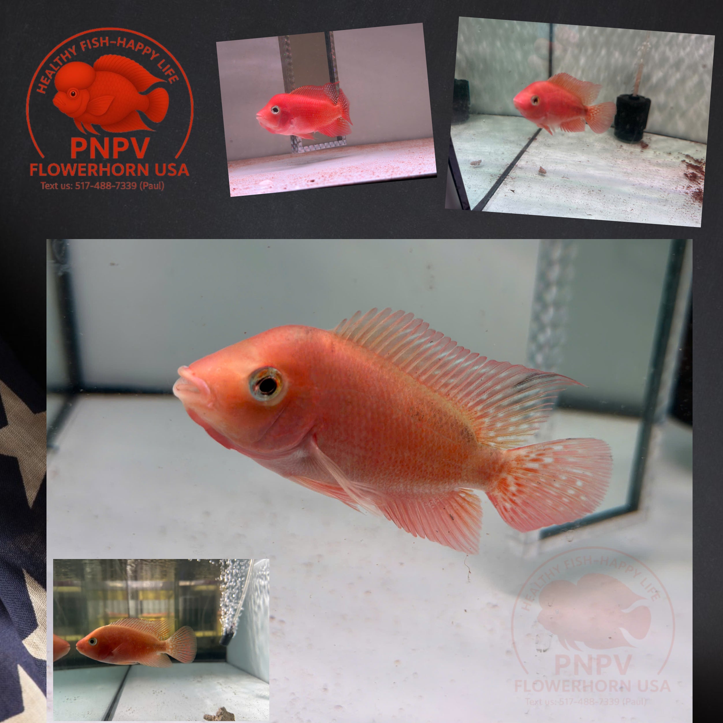High-Quality Super Red Monkey Female – Live Flowerhorn Fish – USA Seller - PNPV