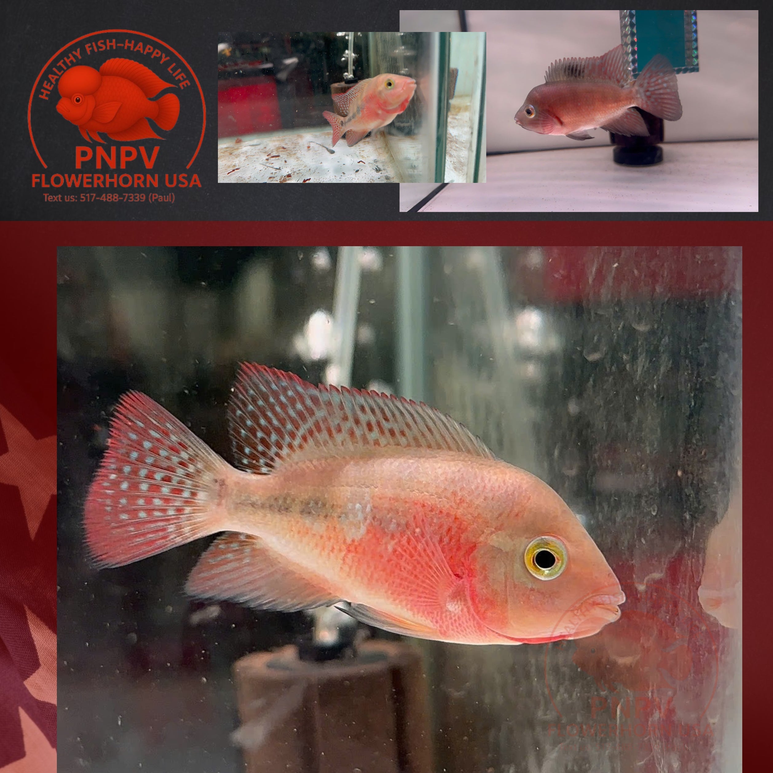 High-Quality Super Red Monkey Female – Live Flowerhorn Fish – USA Seller - PNPV