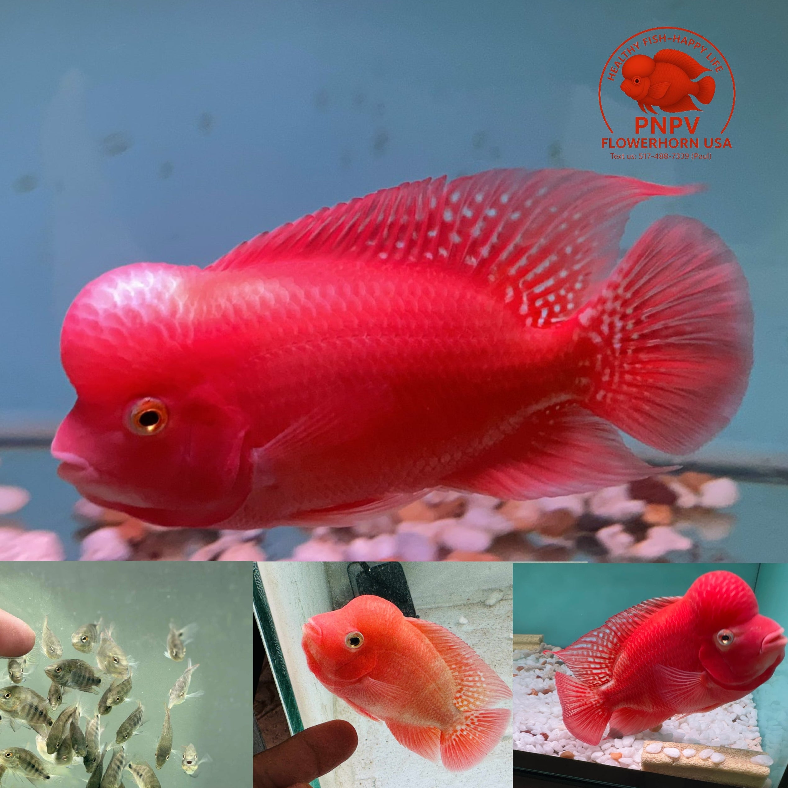 Super Red Monkey Flowerhorn Fry – Pure Red Monkey Line – High Quality – PNPV.US | For Sale