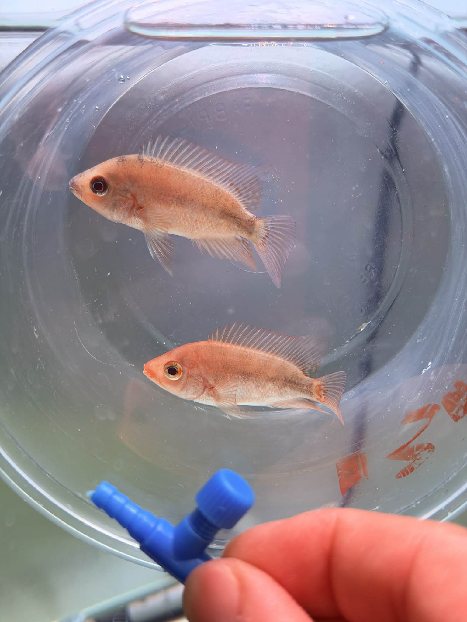 Super Red Monkey Flowerhorn Fry Pure Line High Quality - For Sale