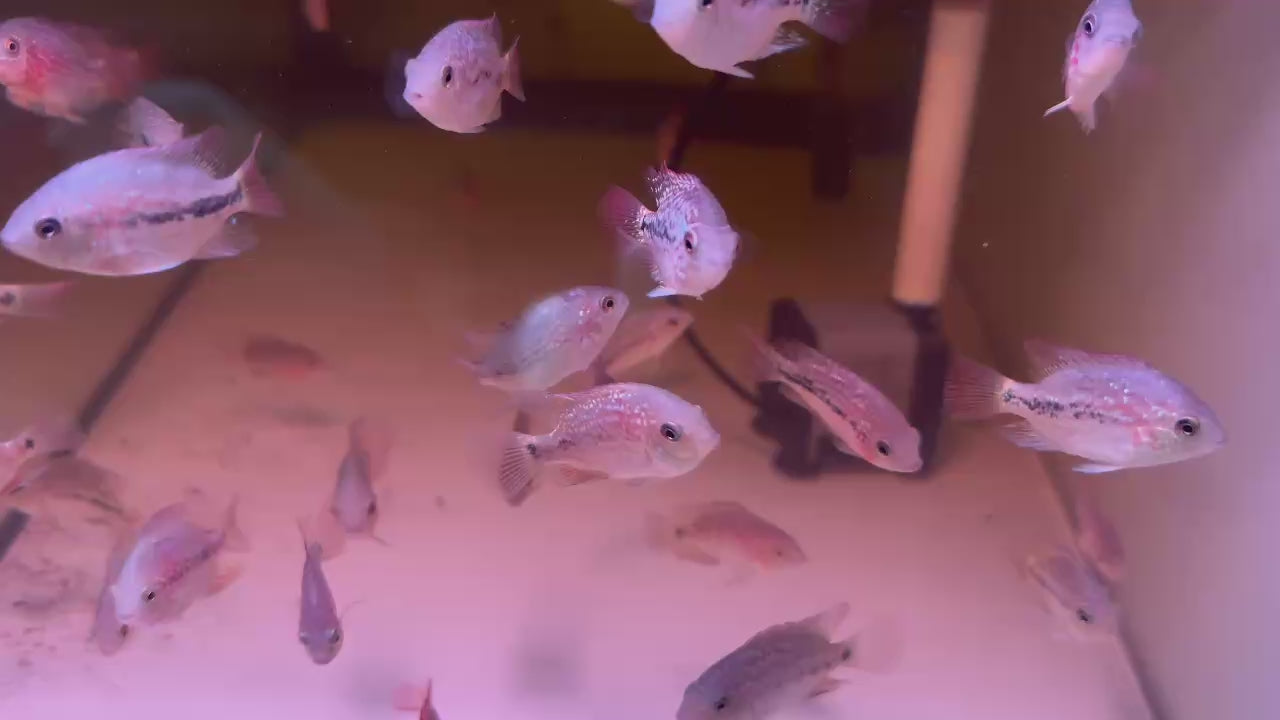 Classic Kamfa f1 fry size