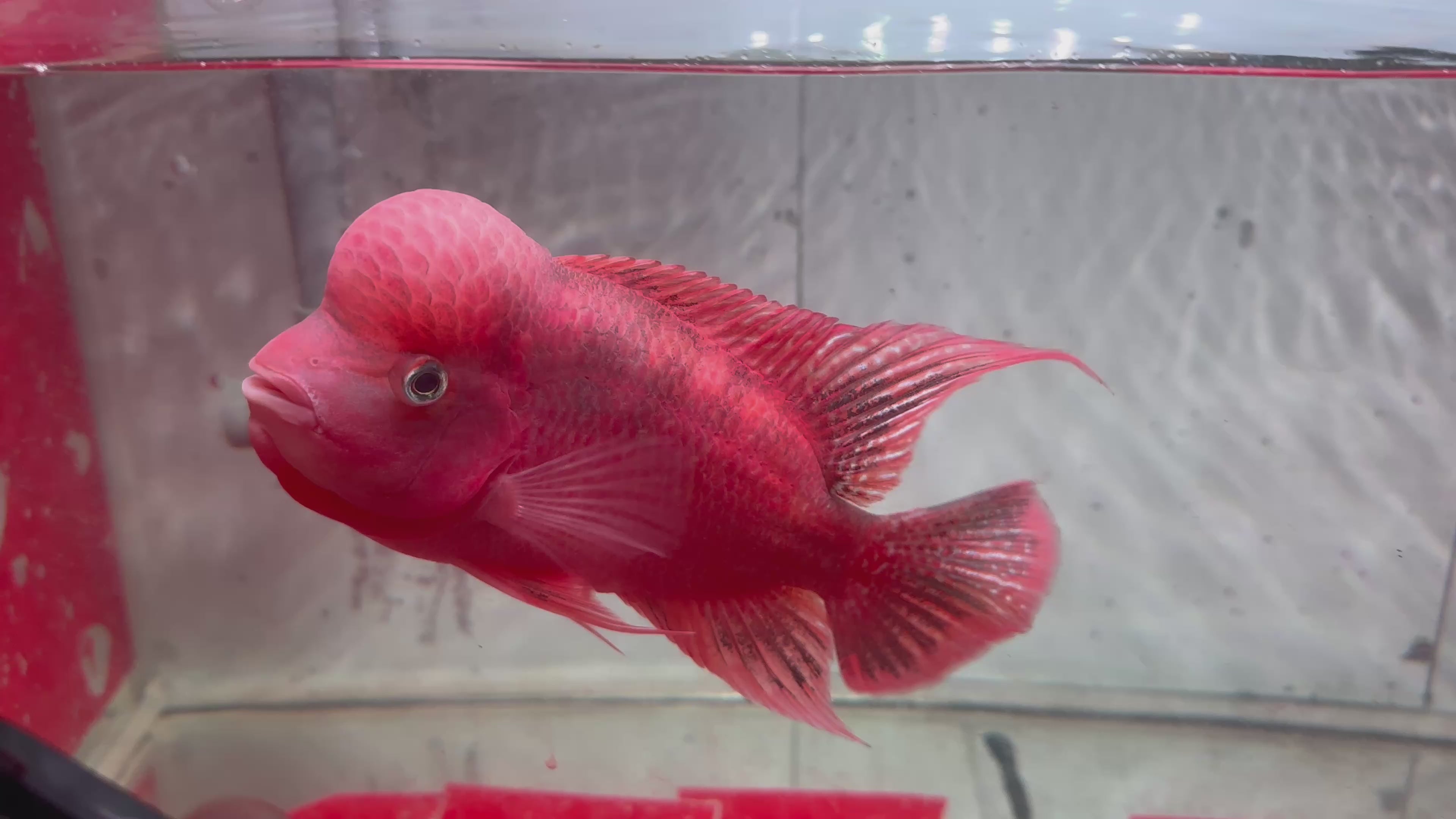 Super Red Monkey Flowerhorn 7–8 inches | Full Red Body | Massive Kok | Premium Grade | PNPV.US