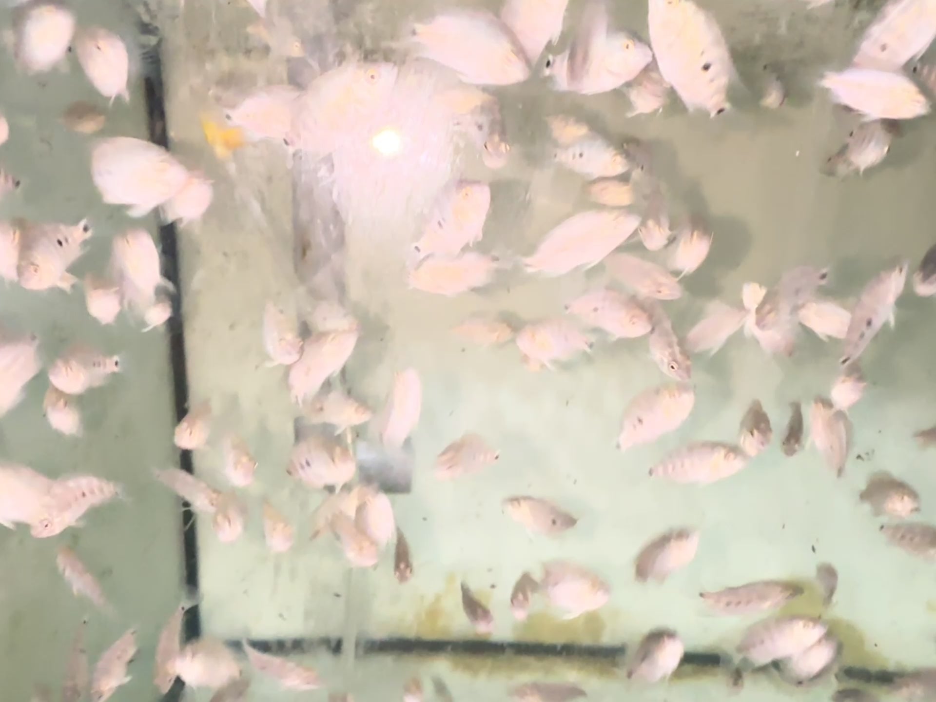 Super Red Monkey Flowerhorn Fry – Pure Red Monkey Line – High Quality – PNPV.US | For Sale