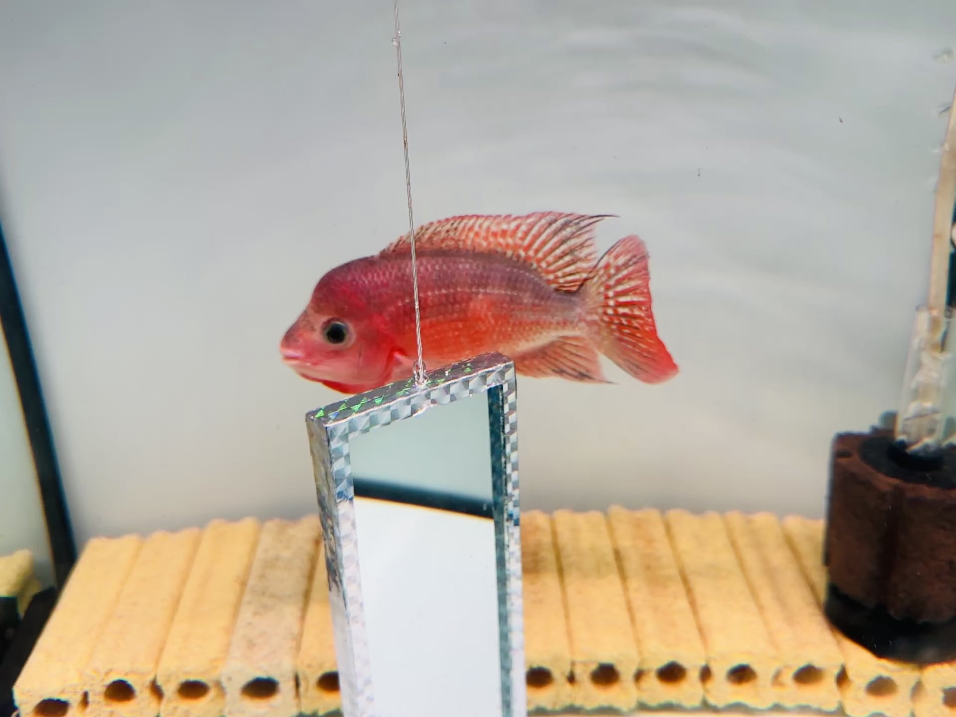 Super Red Monkey Flowerhorn – 90% Color-Up | 4.3 inches | Extremely Active with Super Big, Tight Fins & Tail
