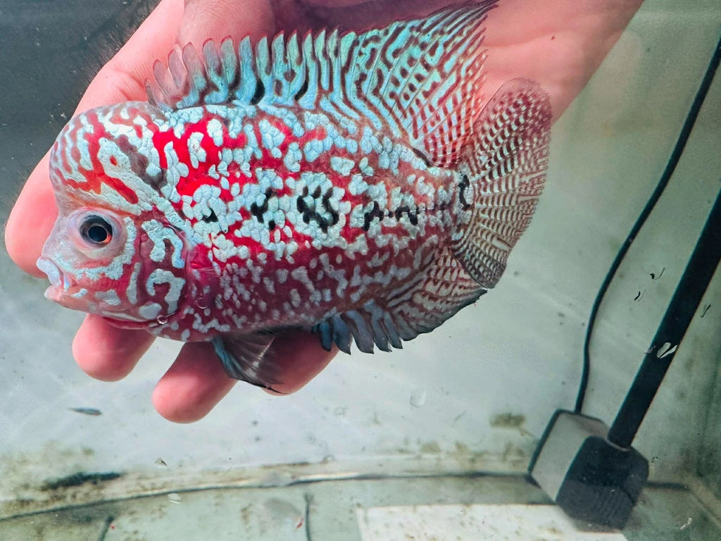 Premium Kamfa F1.5 Classic Flowerhorn Male Fish - Size 4 Inches PNPV F1.5 - USA Fast Shipping