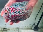 Premium Kamfa F1.5 Classic Flowerhorn Male Fish - Size 4 Inches PNPV F1.5 - USA Fast Shipping