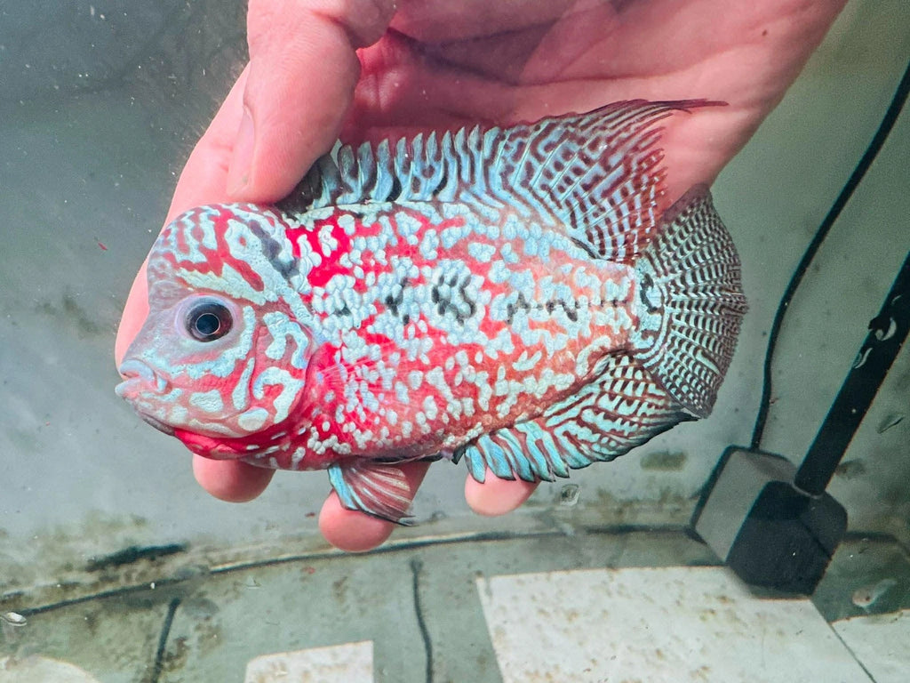 Premium Kamfa F1.5 Classic Flowerhorn Male Fish - Size 4 Inches PNPV F1.5 - USA Fast Shipping