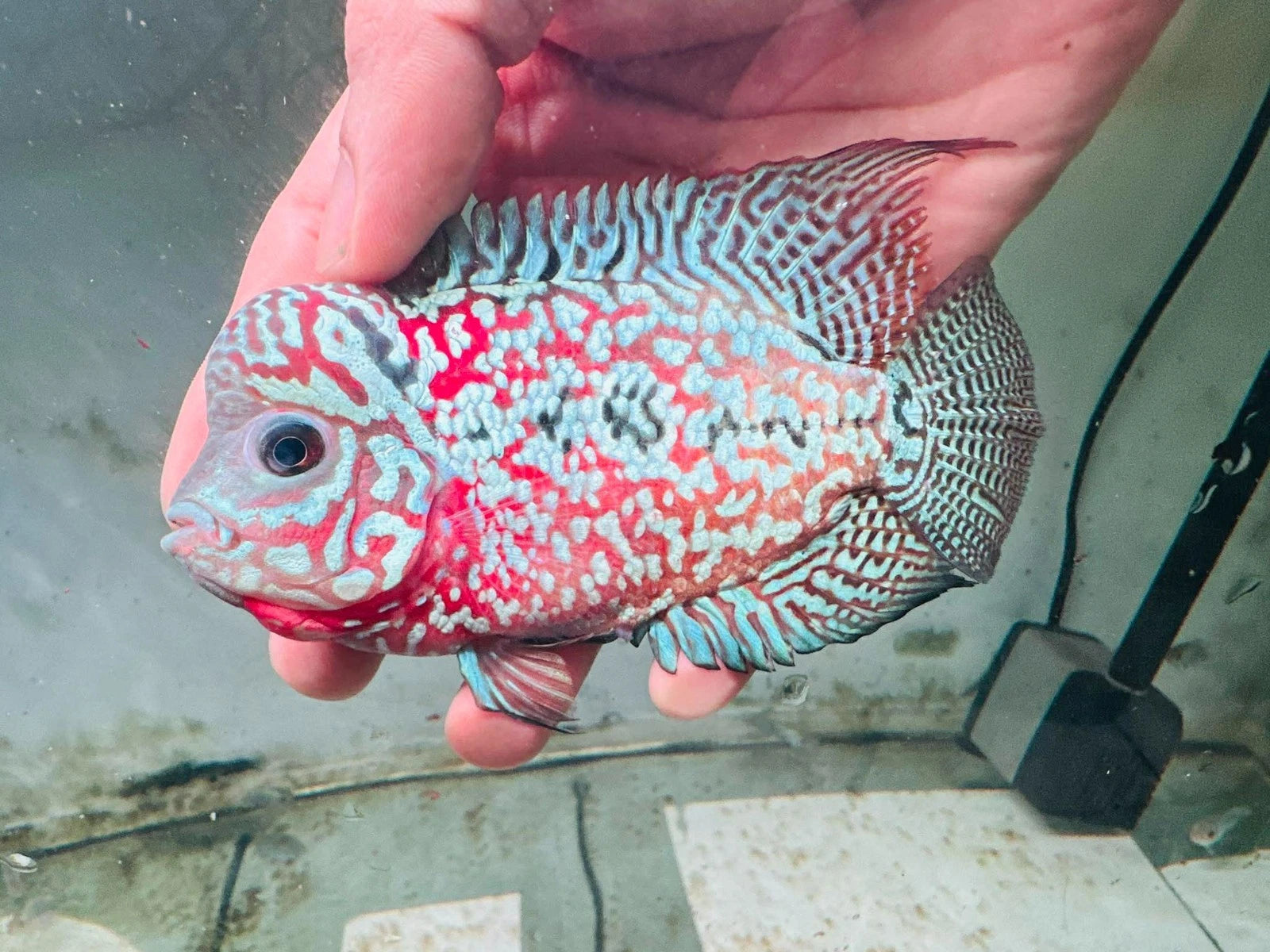 Premium Kamfa F1.5 Classic Flowerhorn Male Fish - Size 4 Inches PNPV F1.5 - USA Fast Shipping
