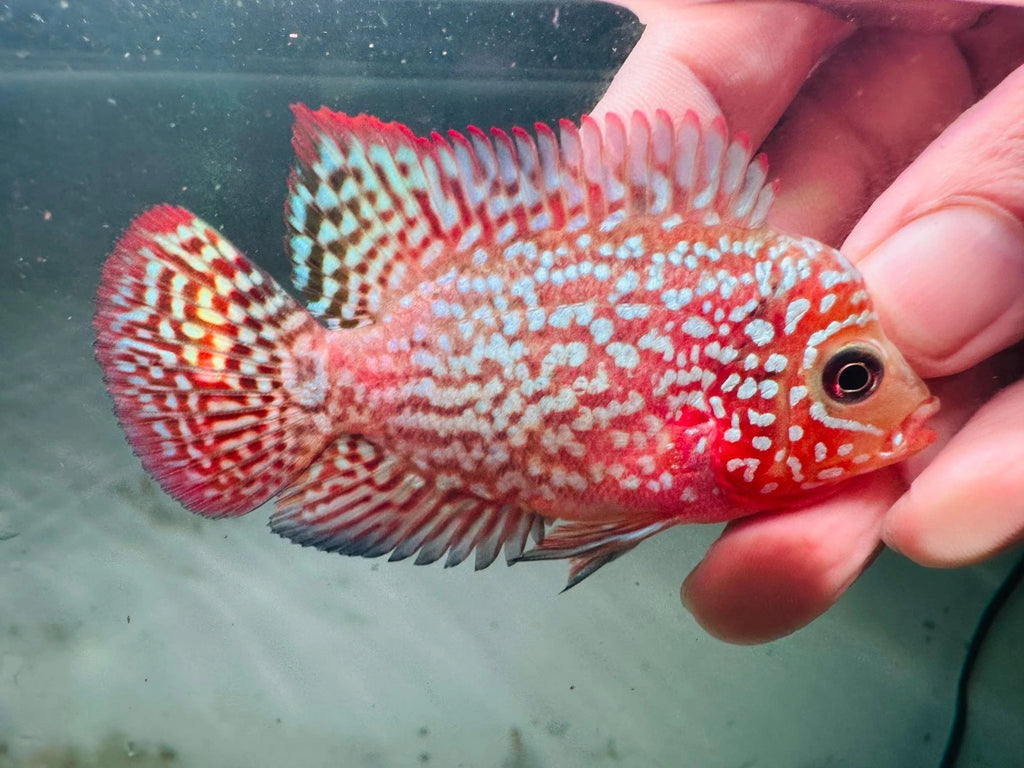 Premium Red Kamfa F2 Galaxy Pearl Flowerhorn 7-9cm Male Fish PNPV KF2 - Fast USA Shipping