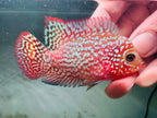 Premium Red Kamfa F2 Galaxy Pearl Flowerhorn 7-9cm Male Fish PNPV KF2 - Fast USA Shipping