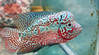 Premium KAMFA F2 strong body 3.5 inches Flowerhorn Live Fish Cichlid PNPV 301 -Fast USA Shipping