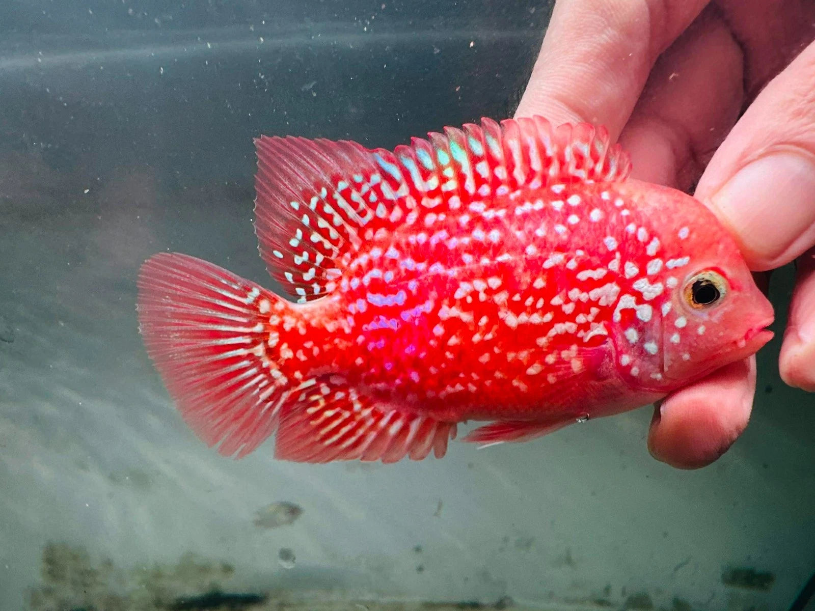 Premium Super Kamfa Golden Base GB F0.5 F1 - Strong Body Full Red Peeled Flowerhorn PNPV - Fast USA SHIPPING