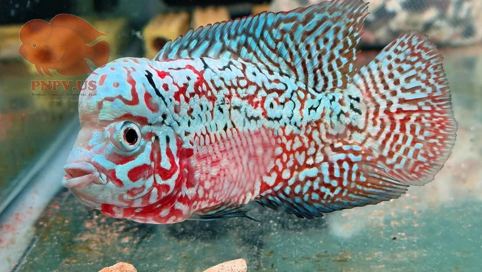 Premium KAMFA F2 strong body 3.5 inches Flowerhorn Live Fish Cichlid PNPV 301 -Fast USA Shipping