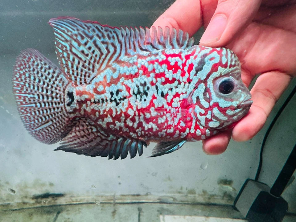 Premium Kamfa F1.5 Classic Flowerhorn Male Fish - Size 4 Inches PNPV F1.5 - USA Fast Shipping