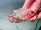 Premium Red Kamfa F2 Galaxy Pearl Flowerhorn 7-9cm Male Fish PNPV KF2 - Fast USA Shipping