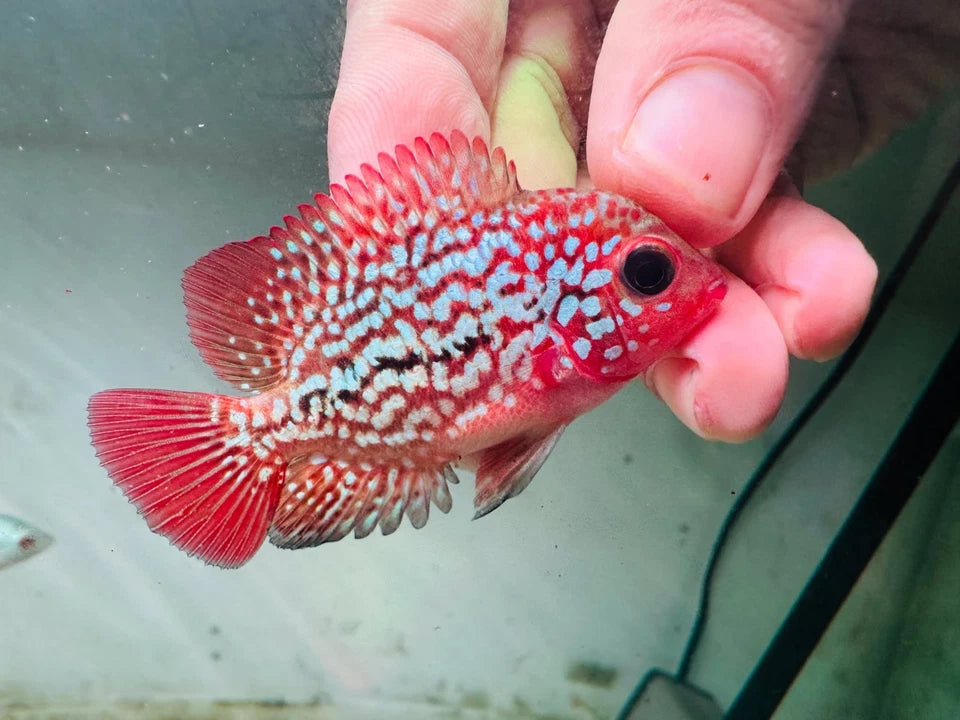 Premium Kamfa Fire Phoenix Flowerhorn - Super Body Flag Fins Beautiful Tail - PNPV Gen - Fast USA Shipping