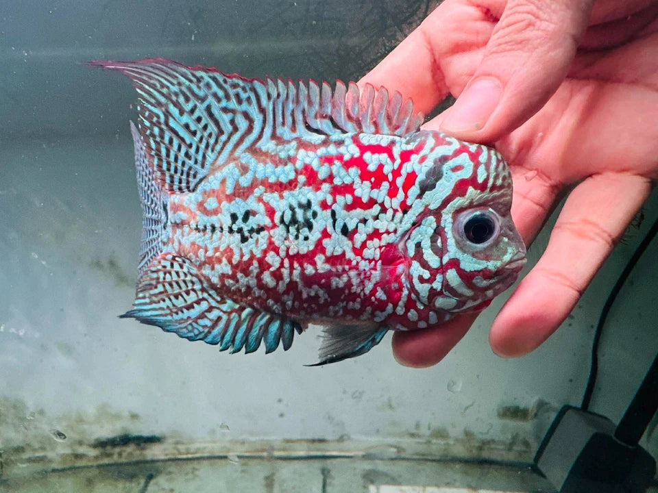 Premium Kamfa F1.5 Classic Flowerhorn Male Fish - Size 4 Inches PNPV F1.5 - USA Fast Shipping