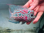 Premium Kamfa F1.5 Classic Flowerhorn Male Fish - Size 4 Inches PNPV F1.5 - USA Fast Shipping