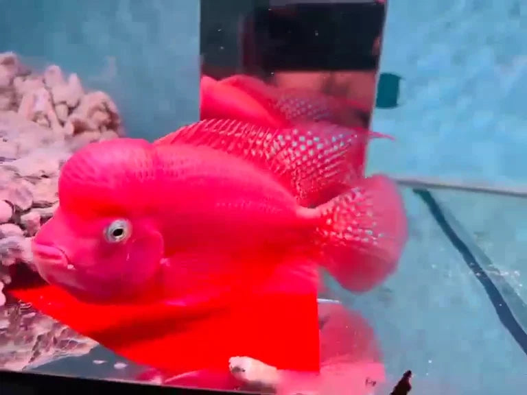 Premium Super Red Monkey PNPV Gen Flowerhorn Full Red & Big Head 5.5 Inches SRM - FAST USA SHIPPING