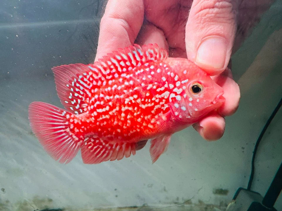 Premium Super Kamfa Golden Base GB F0.5 F1 - Strong Body Full Red Peeled Flowerhorn PNPV - Fast USA SHIPPING