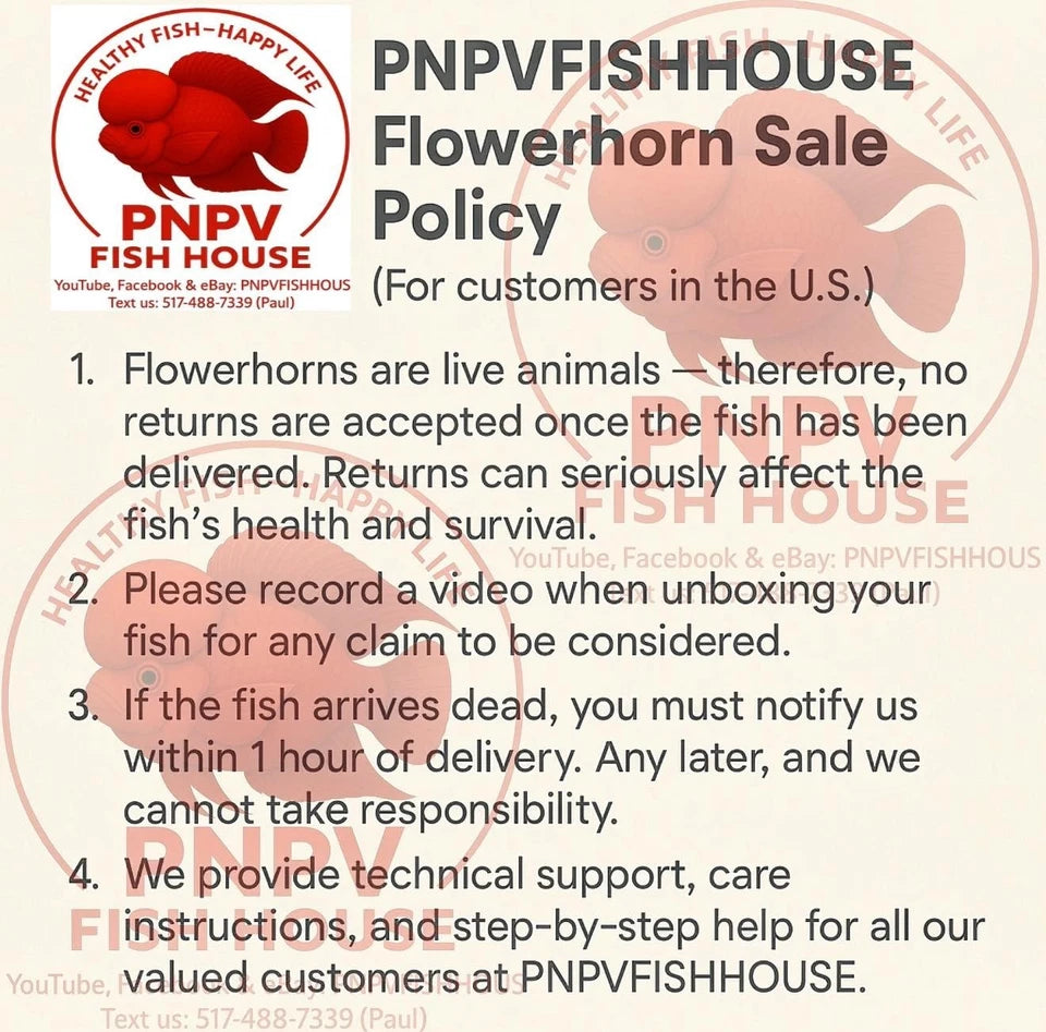 Premium KAMFA F2 strong body 3.5 inches Flowerhorn Live Fish Cichlid PNPV 301 -Fast USA Shipping