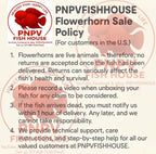 Premium KAMFA F2 strong body 3.5 inches Flowerhorn Live Fish Cichlid PNPV 301 -Fast USA Shipping